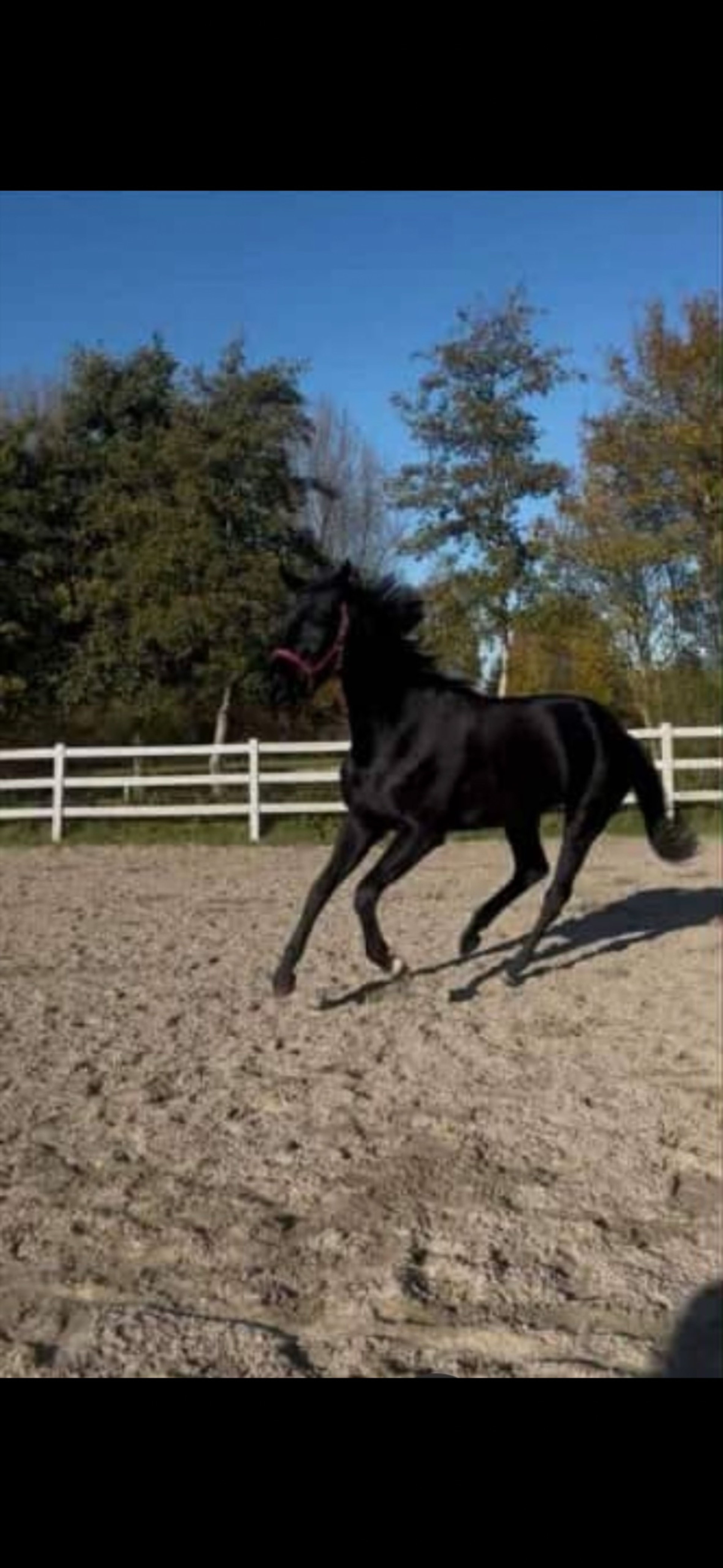 Wish t hof hoogveld  roepnaam Beau - Image 10