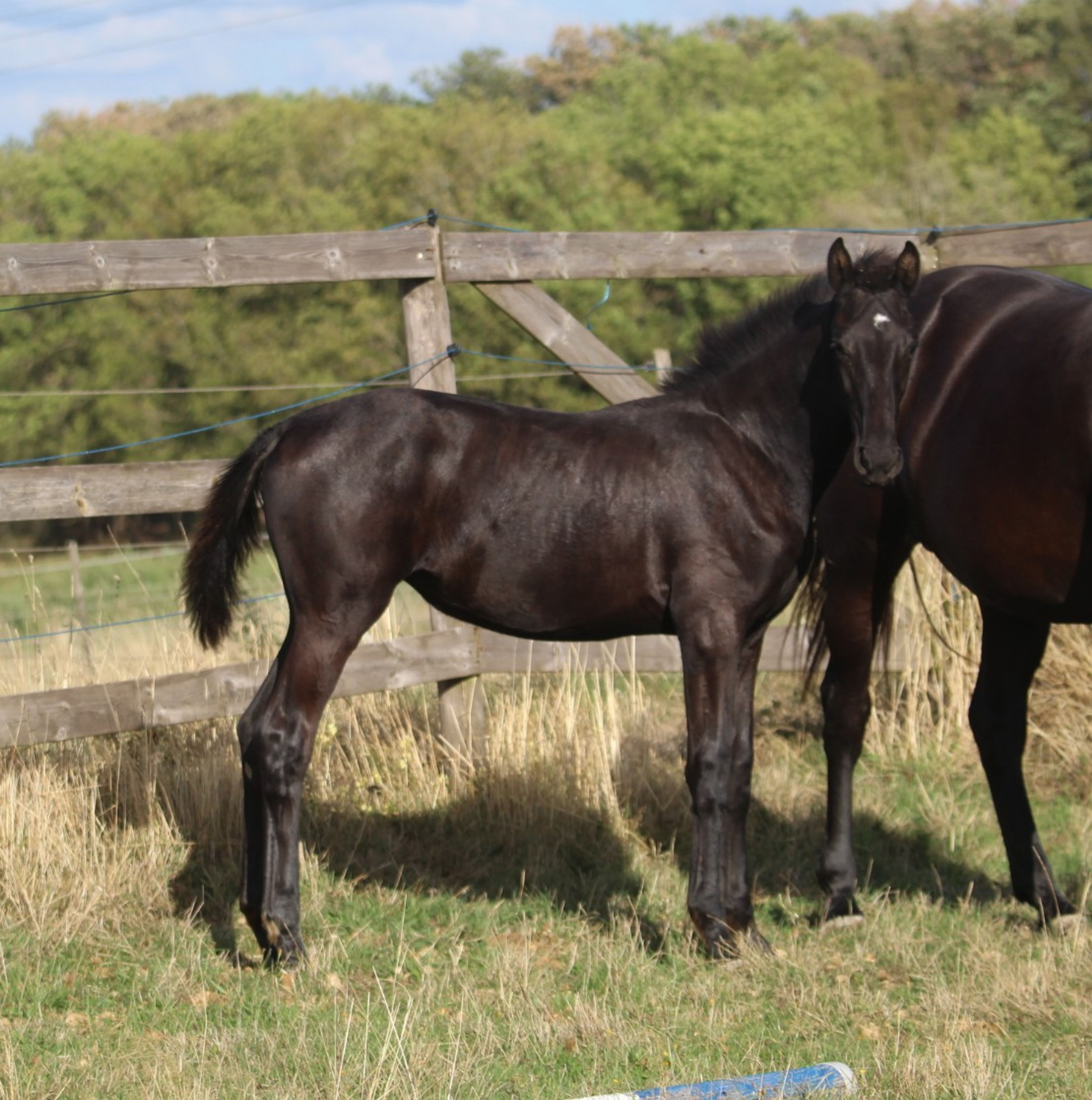 Sevara (SECRET x GRIBALDI) - Image 1