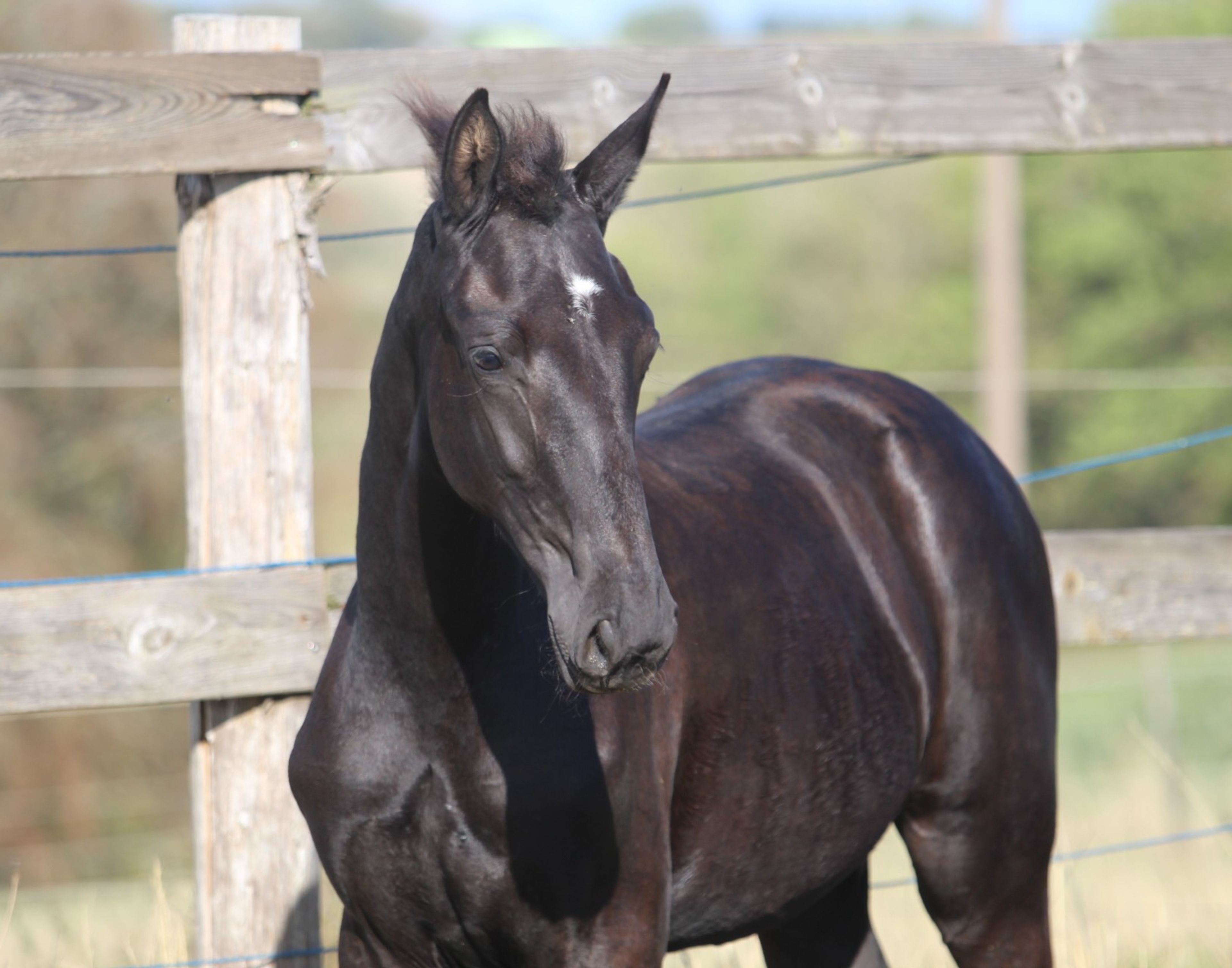 Sevara (SECRET x GRIBALDI) - Image 2
