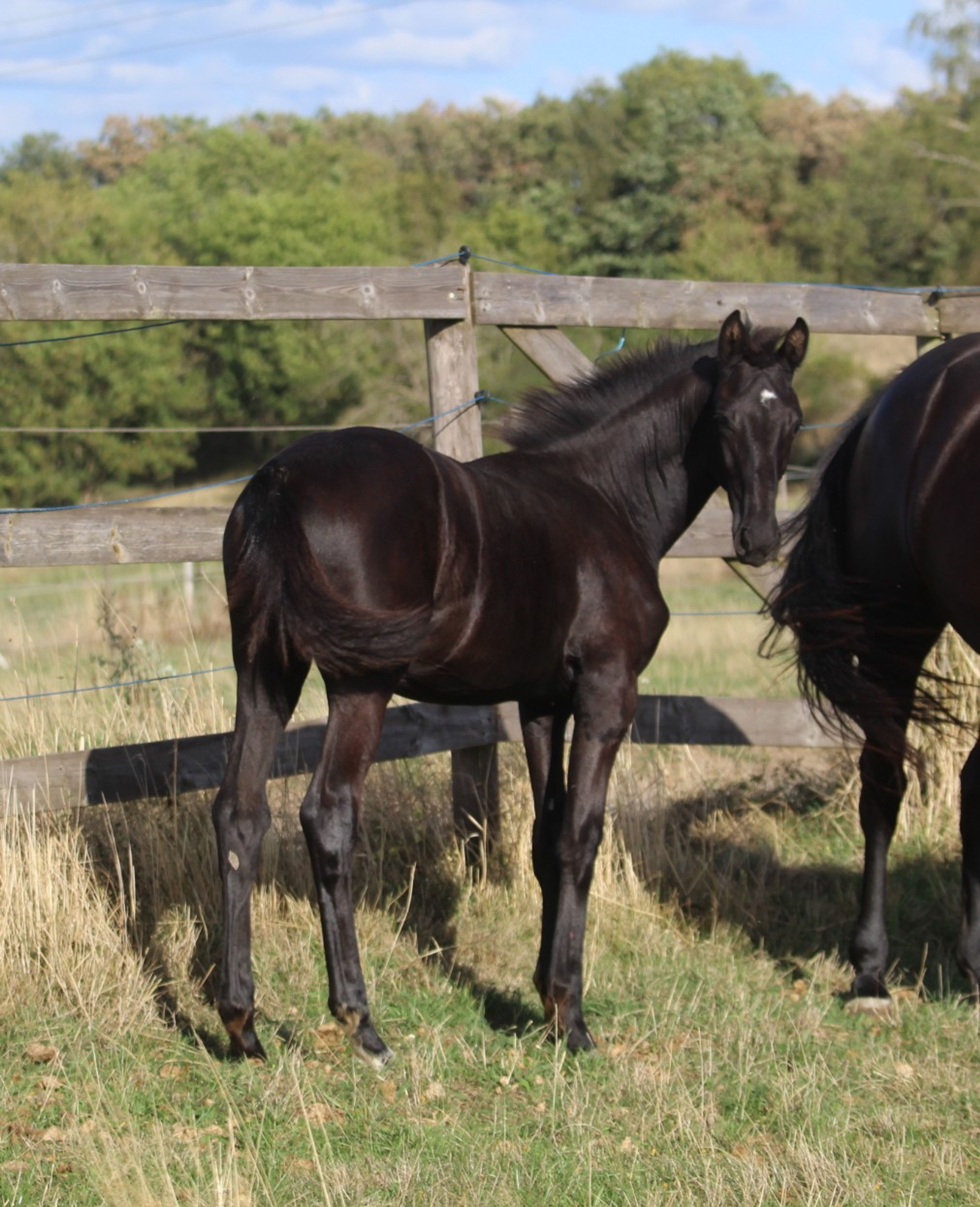 Sevara (SECRET x GRIBALDI) - Image 3