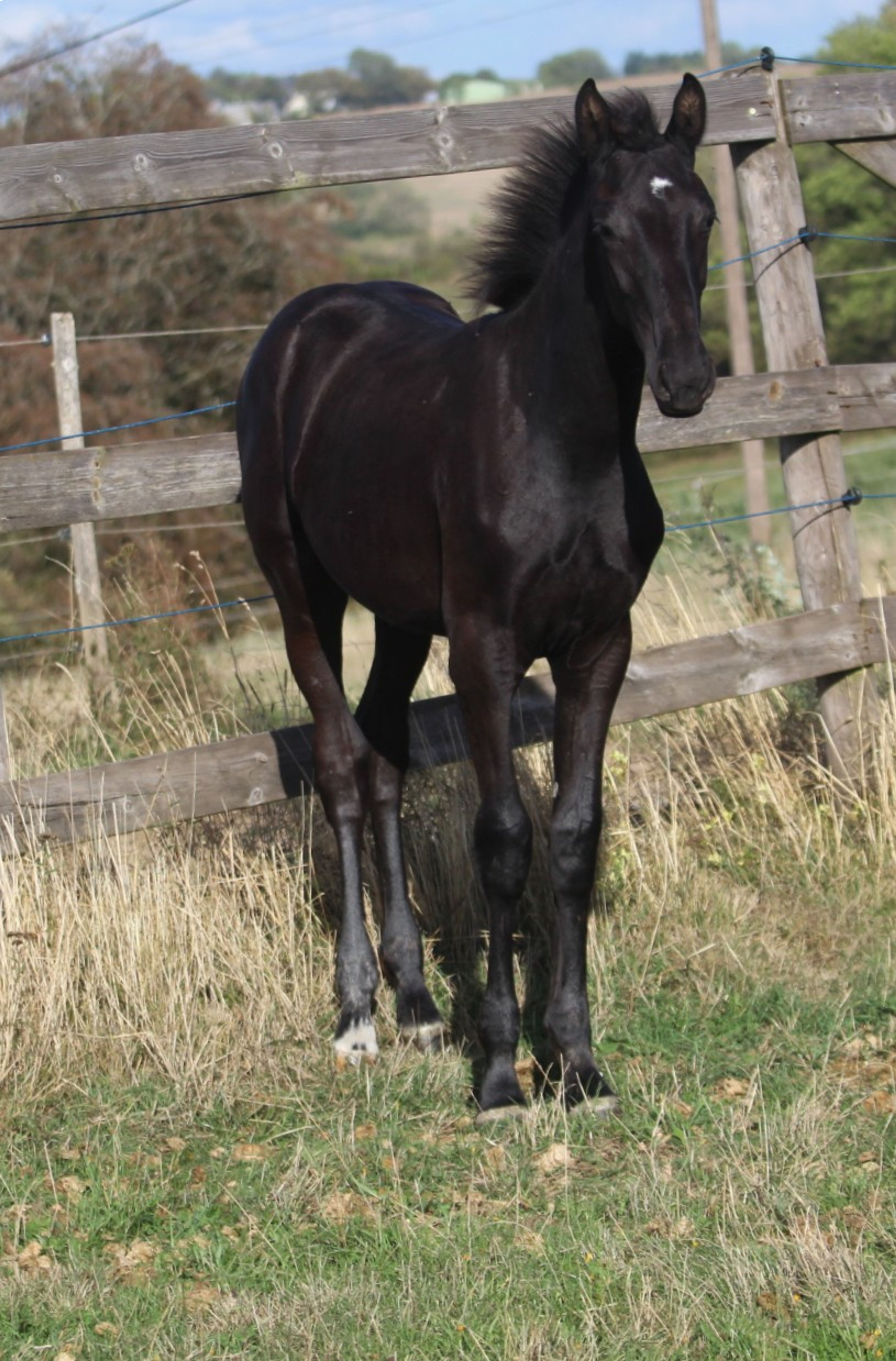 Sevara (SECRET x GRIBALDI) - Image 4
