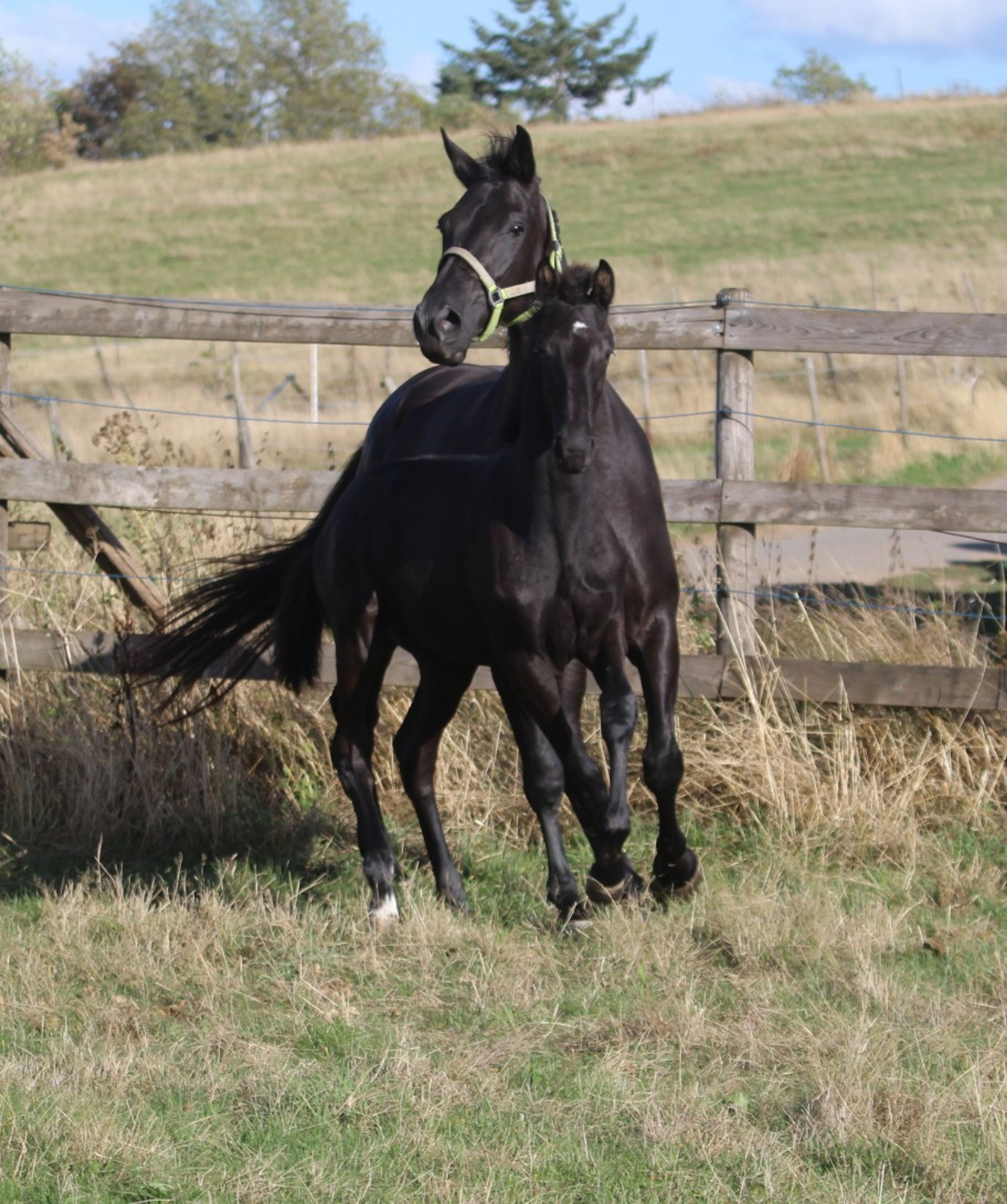 Sevara (SECRET x GRIBALDI) - Image 5