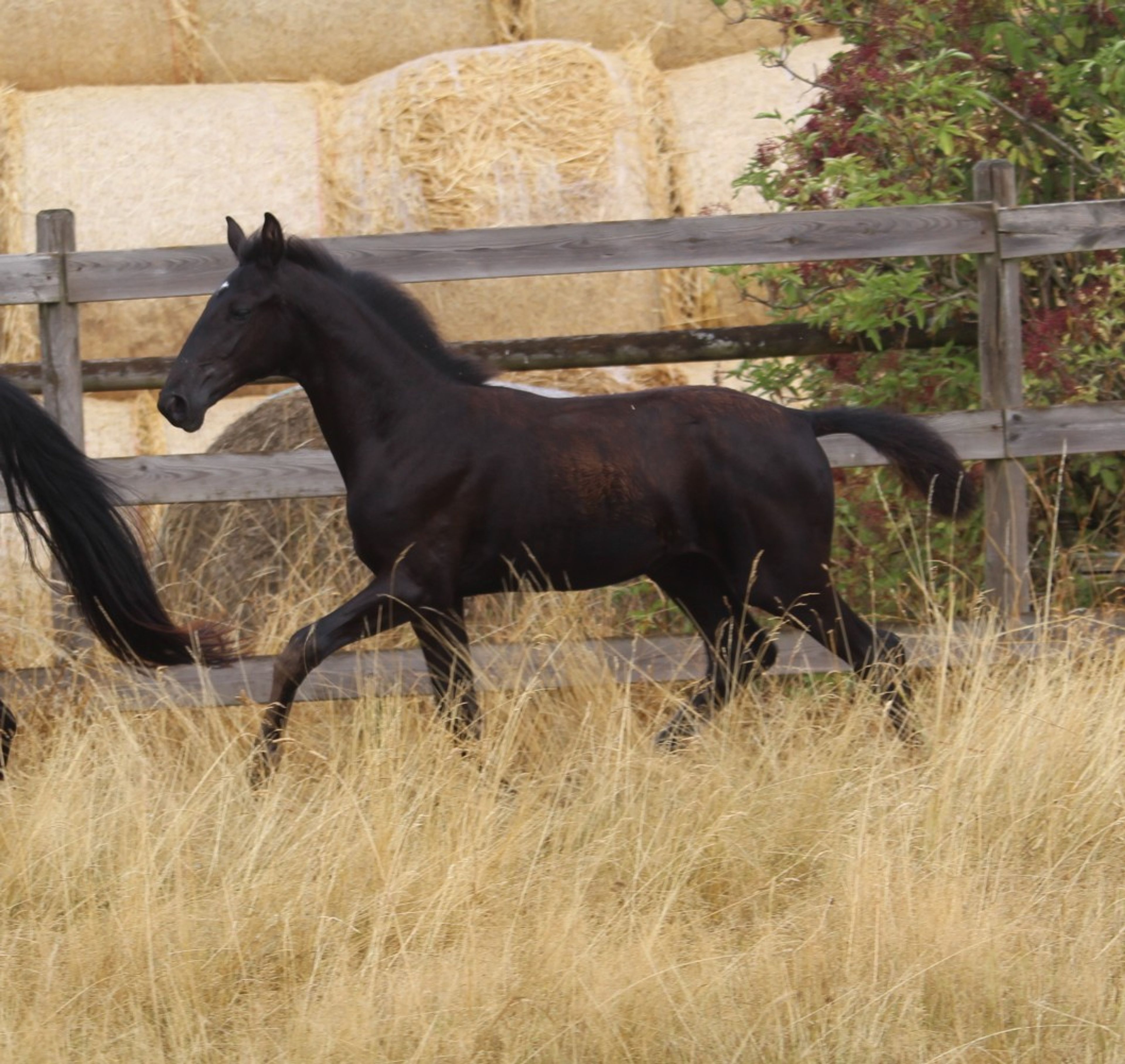Sevara (SECRET x GRIBALDI) - Image 6