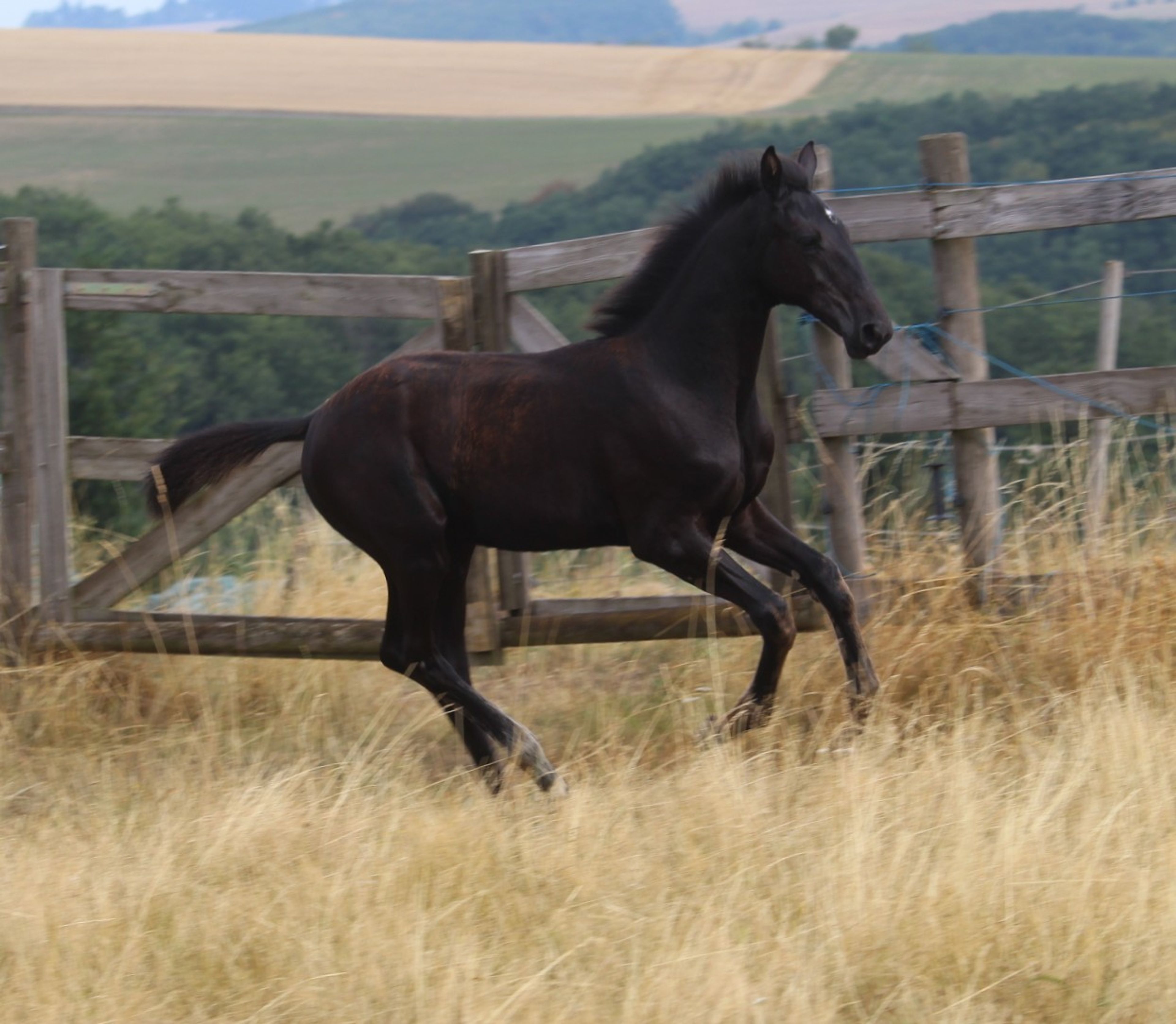 Sevara (SECRET x GRIBALDI) - Image 7