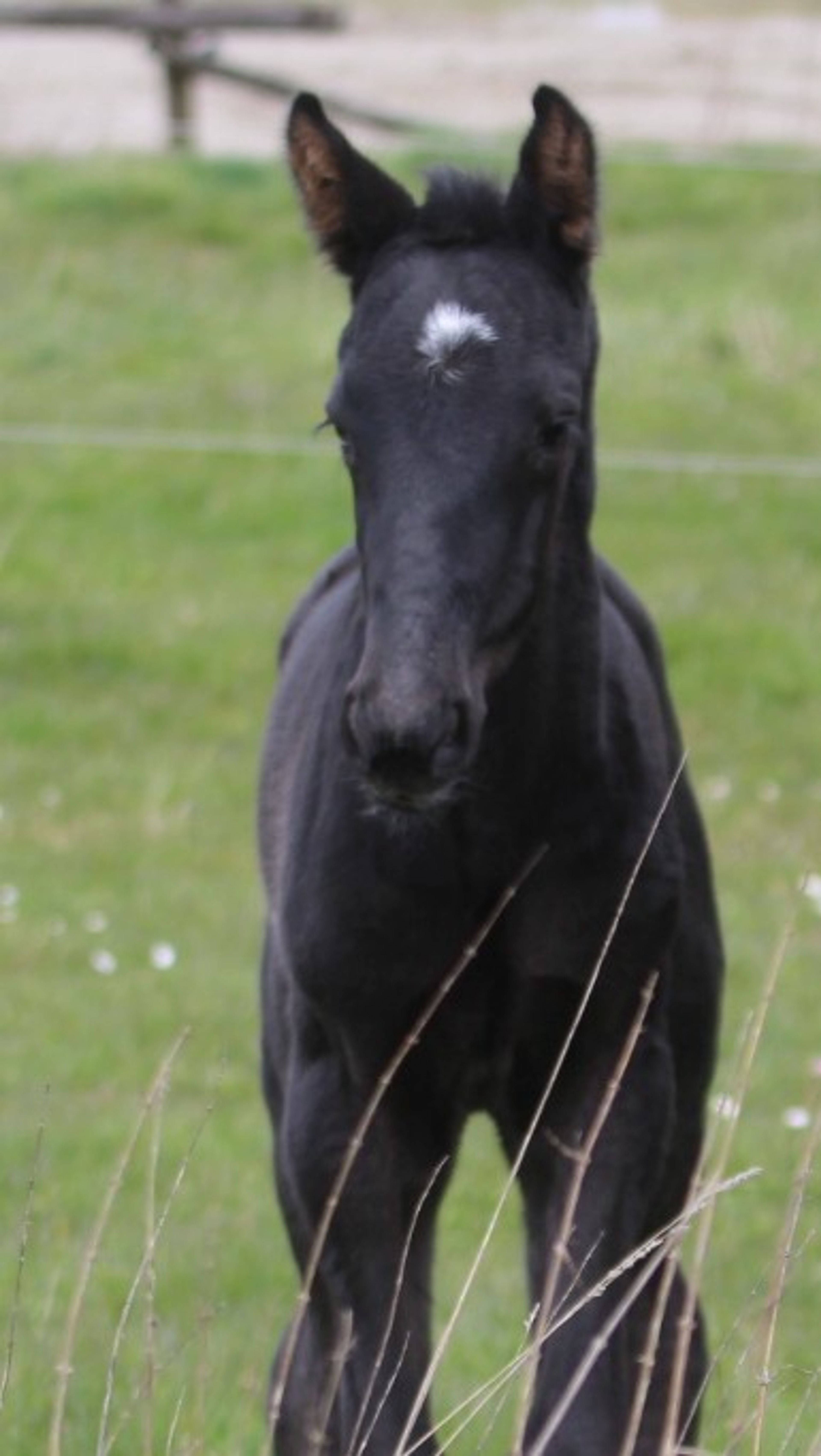 Sevara (SECRET x GRIBALDI) - Image 8