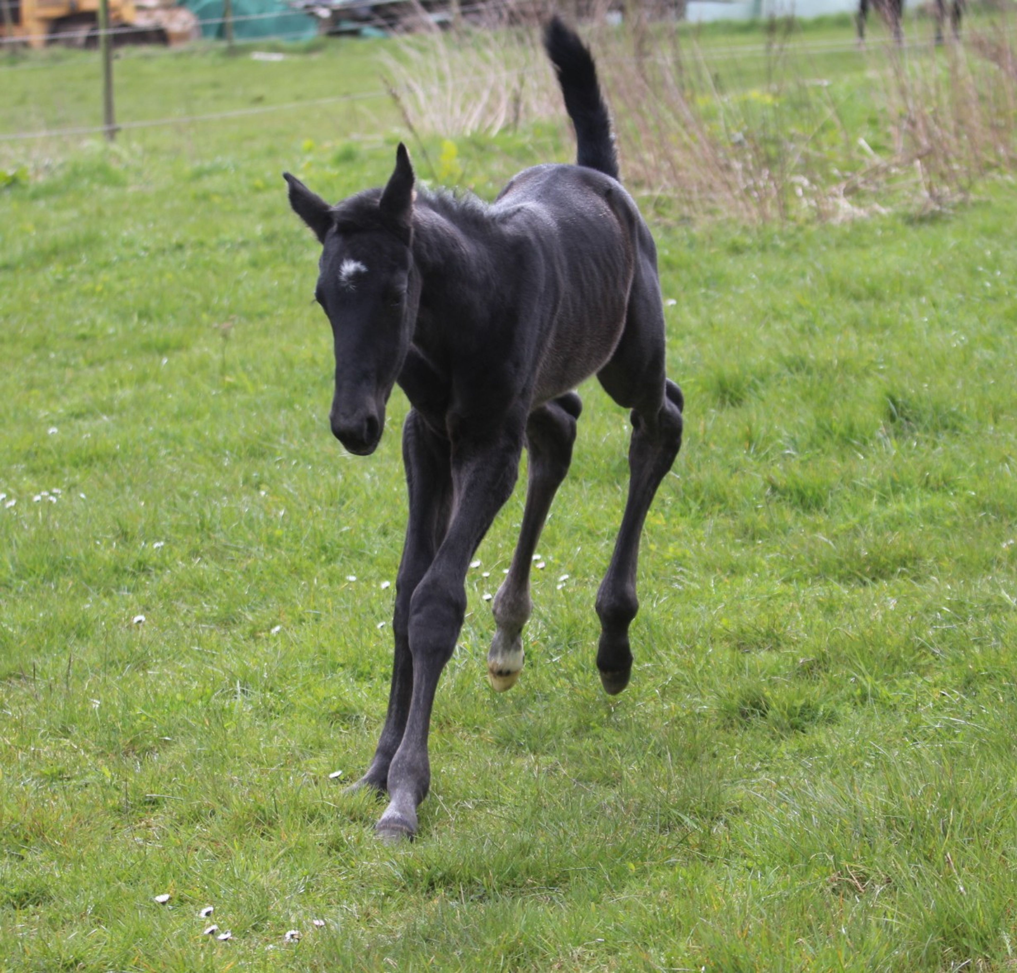Sevara (SECRET x GRIBALDI) - Image 9