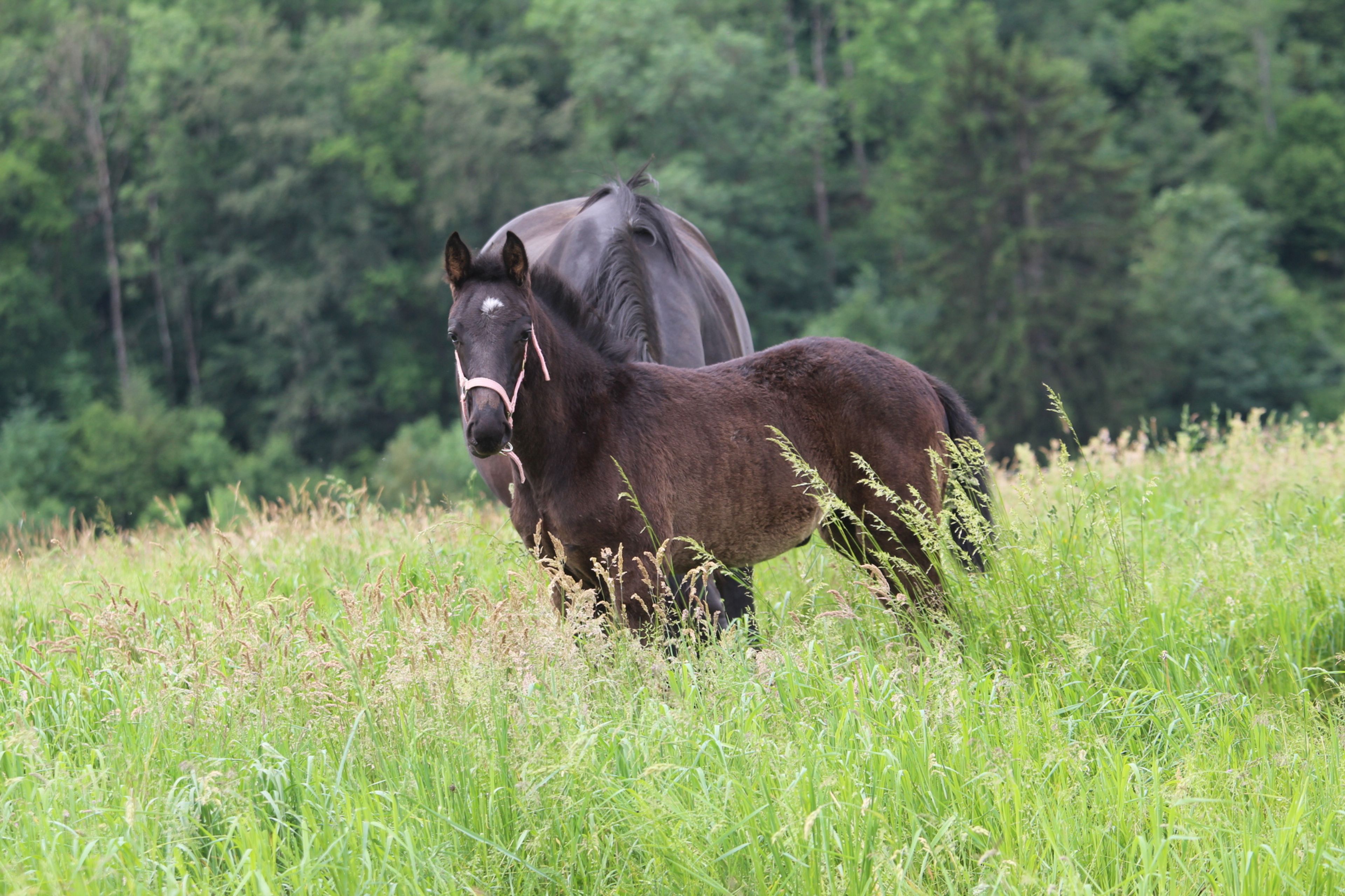 Sevara (SECRET x GRIBALDI) - Image 10