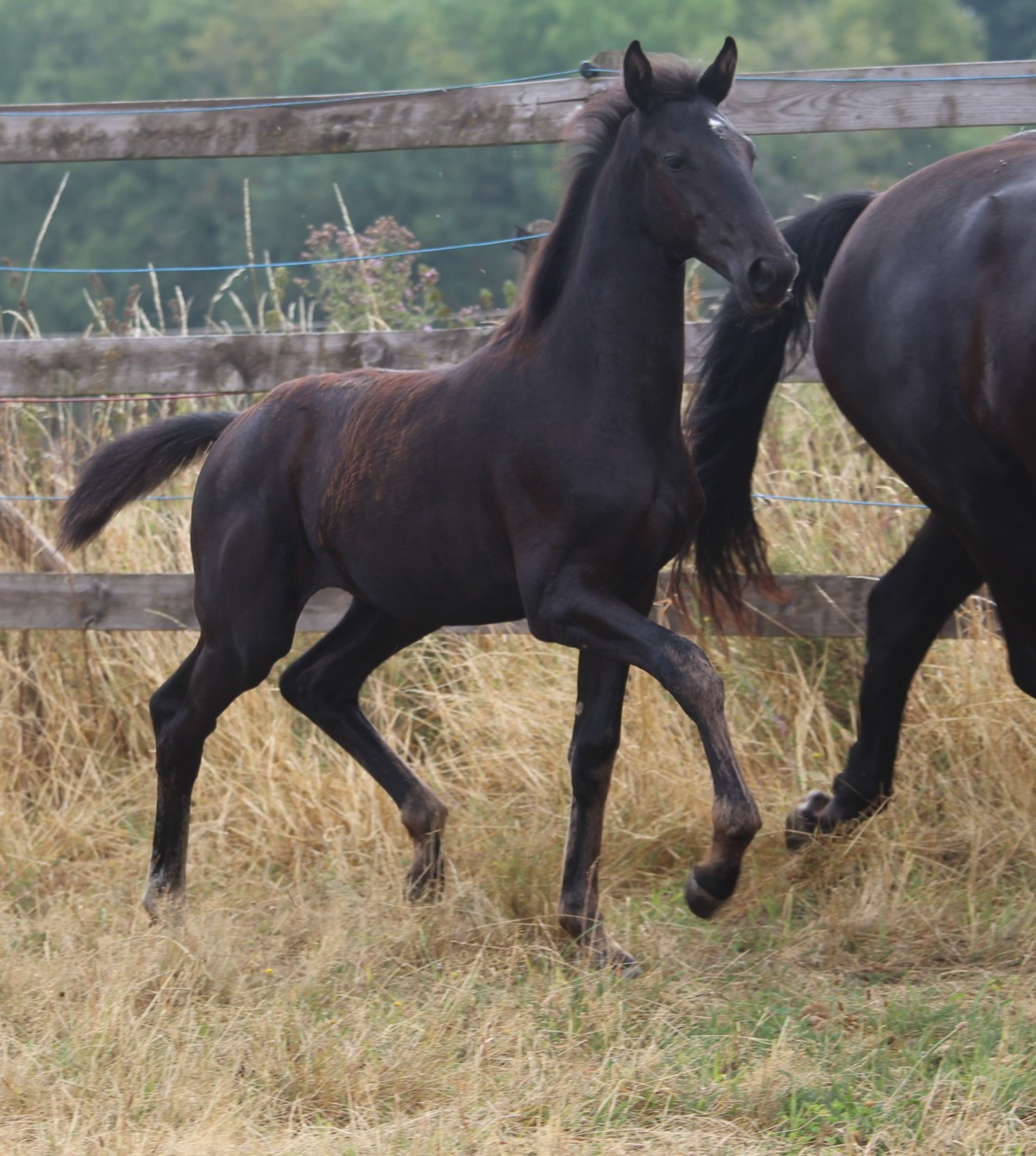 Sevara (SECRET x GRIBALDI) - Image 11