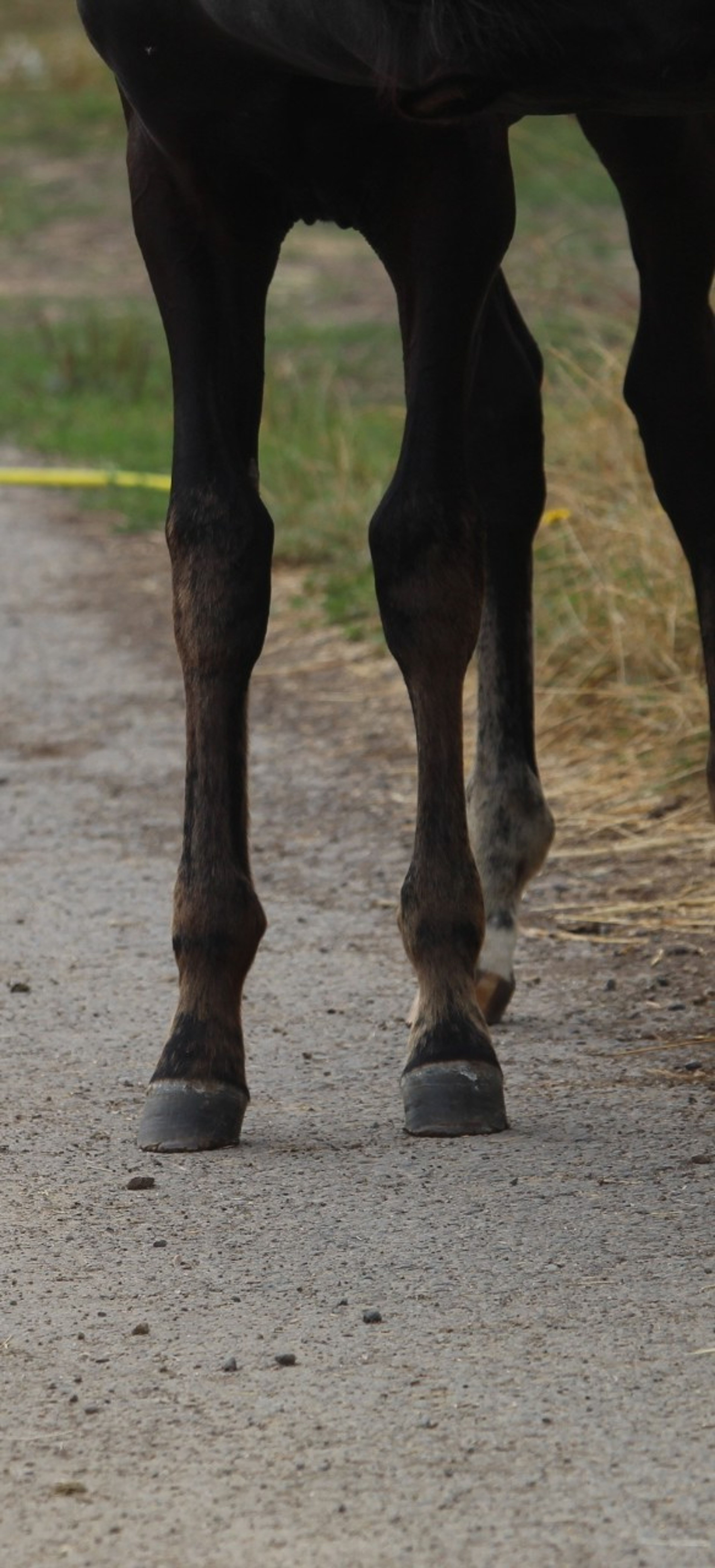 Sevara (SECRET x GRIBALDI) - Image 12