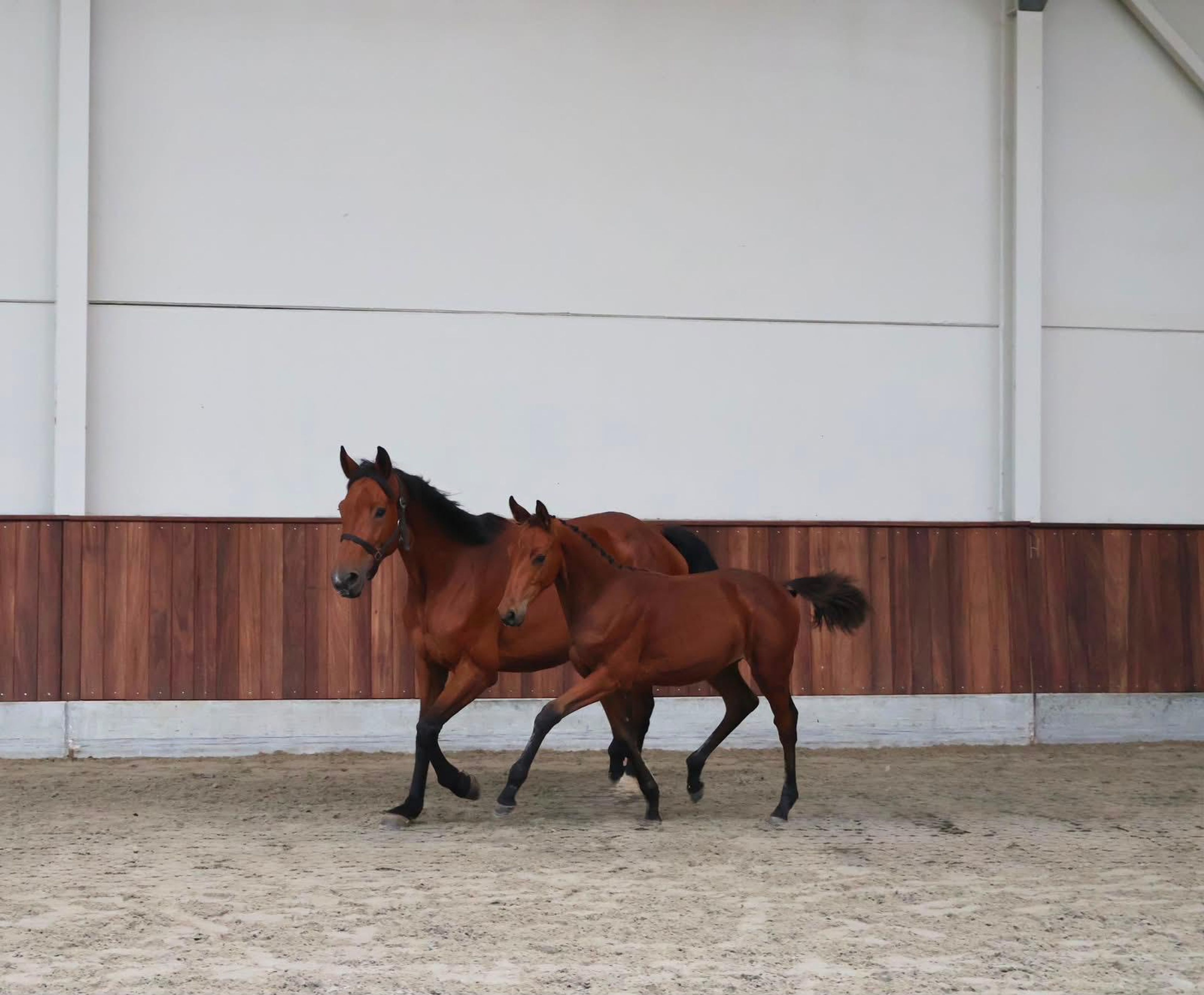 Cristal (CHAUDFONTAINE JL Z x LUIGI D'ECLIPSE)