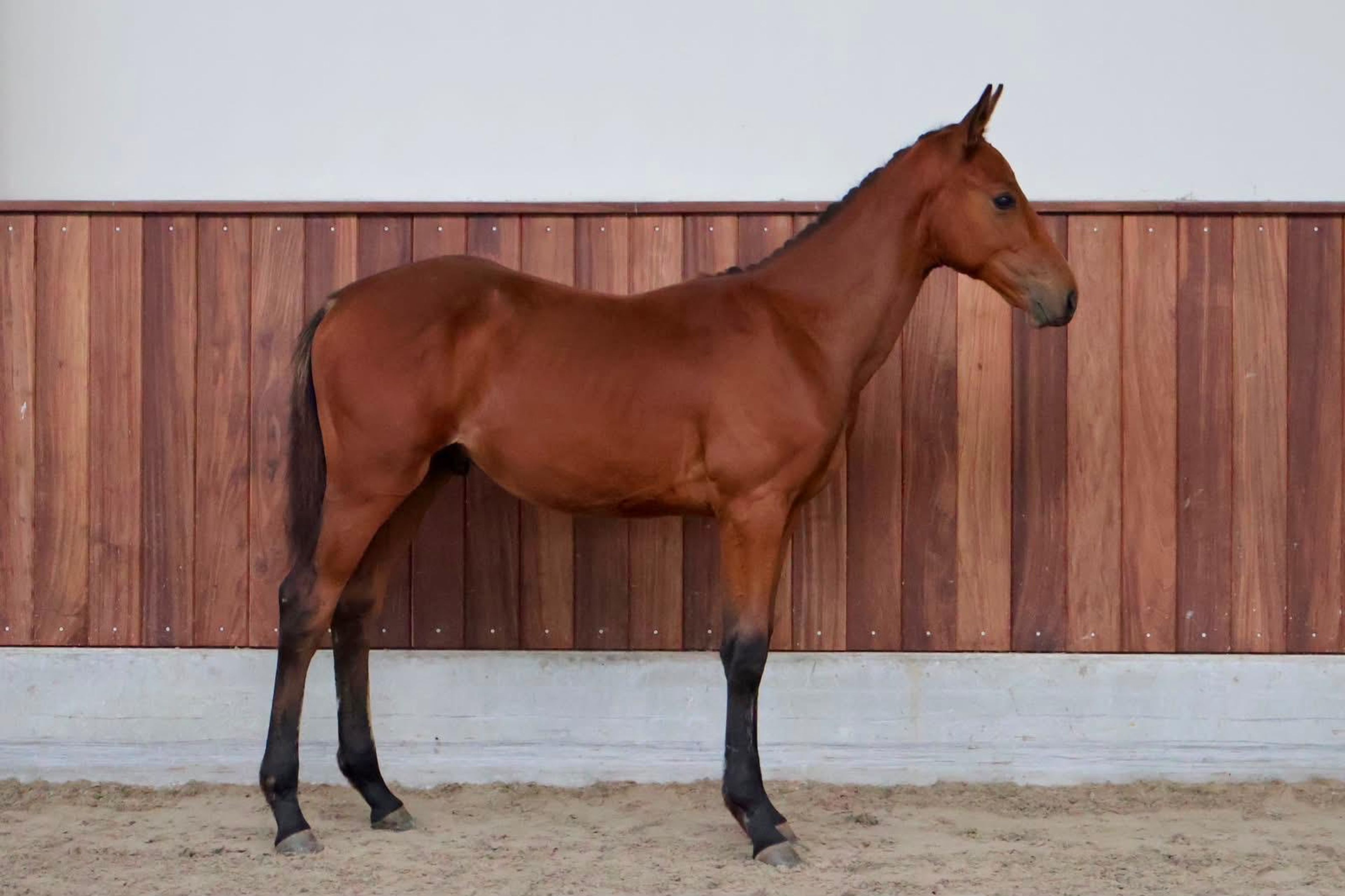 Cristal (CHAUDFONTAINE JL Z x LUIGI D'ECLIPSE) - Image 2