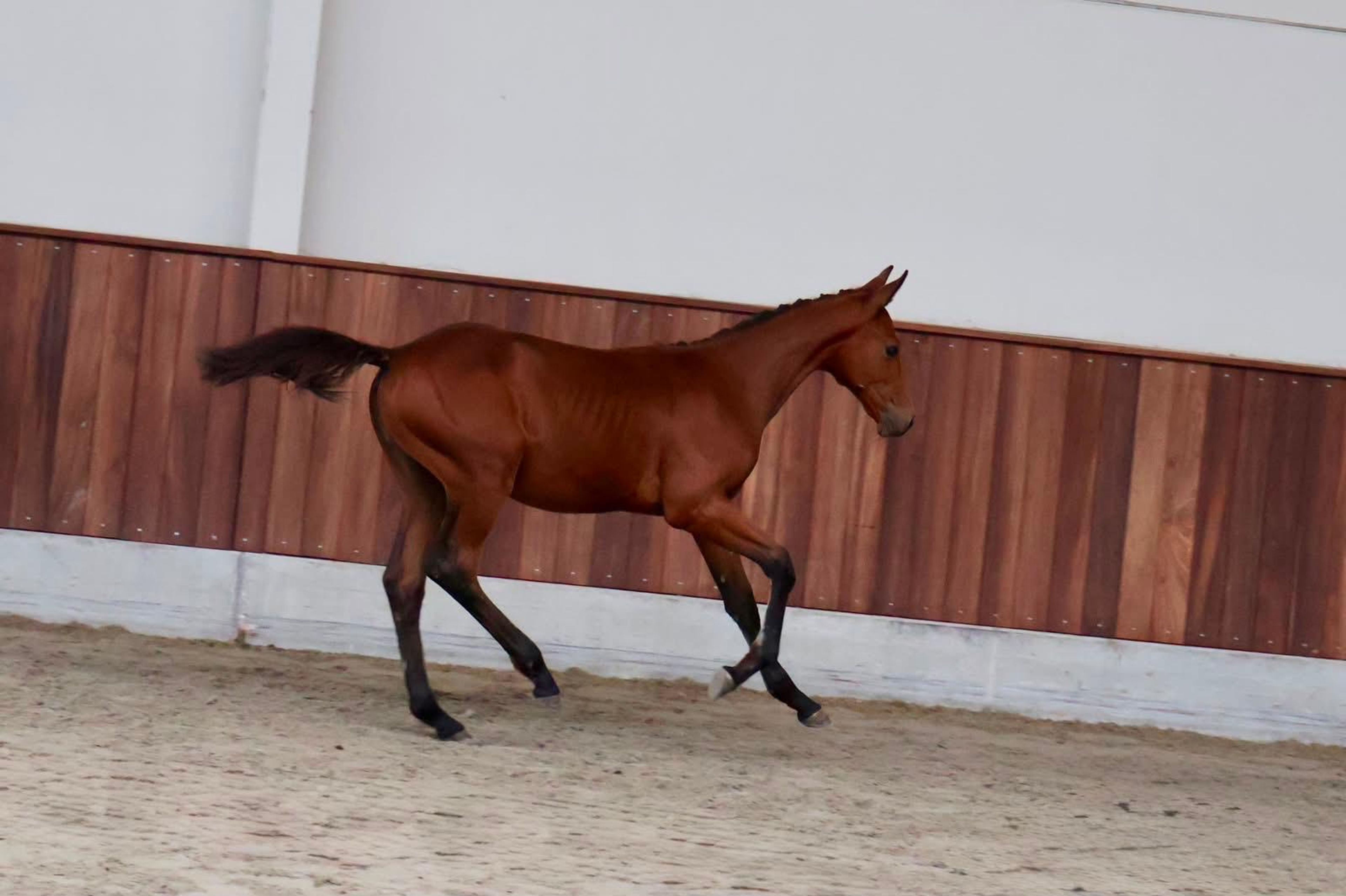 Cristal (CHAUDFONTAINE JL Z x LUIGI D'ECLIPSE) - Image 3
