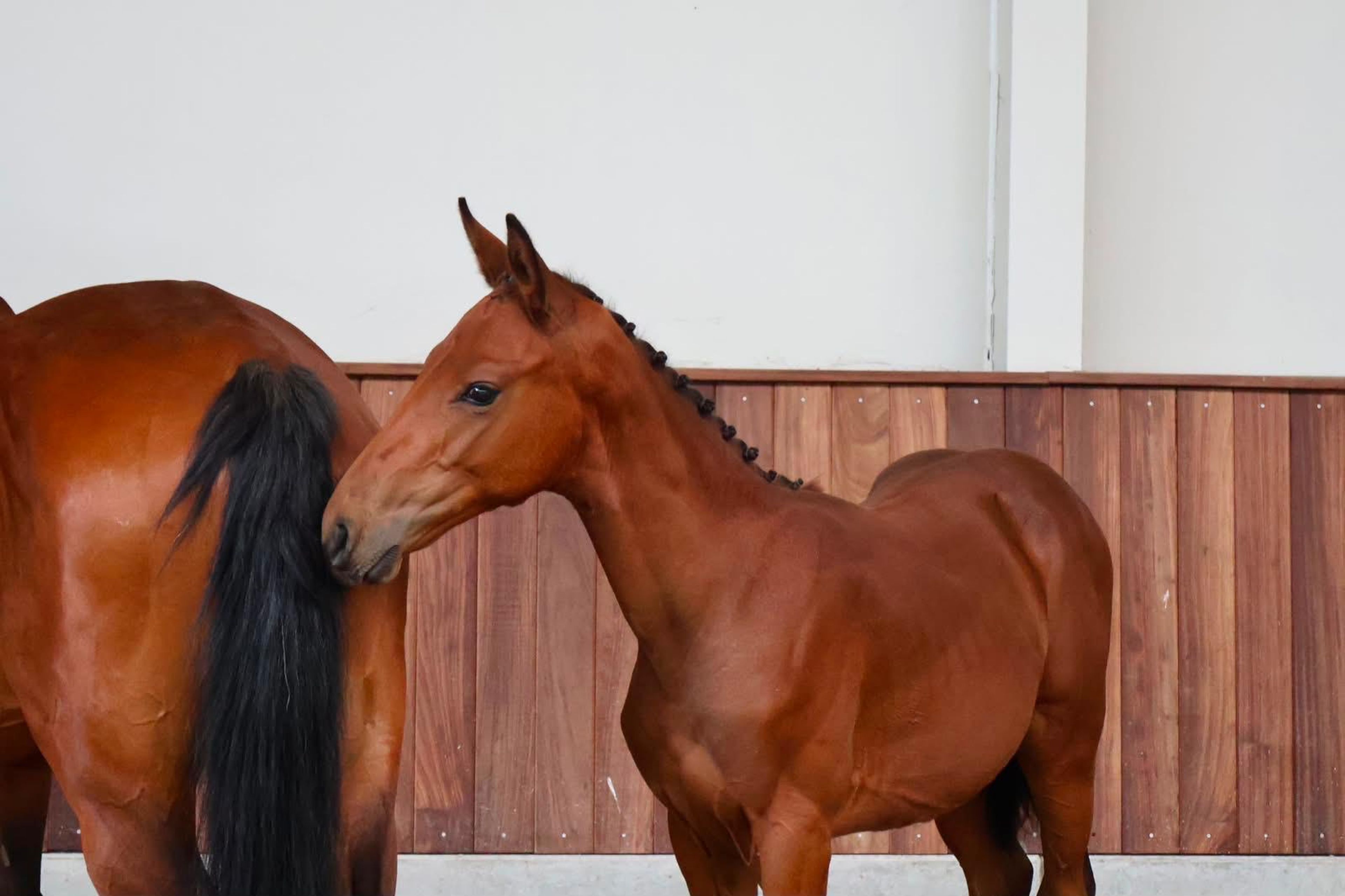 Cristal (CHAUDFONTAINE JL Z x LUIGI D'ECLIPSE) - Image 4
