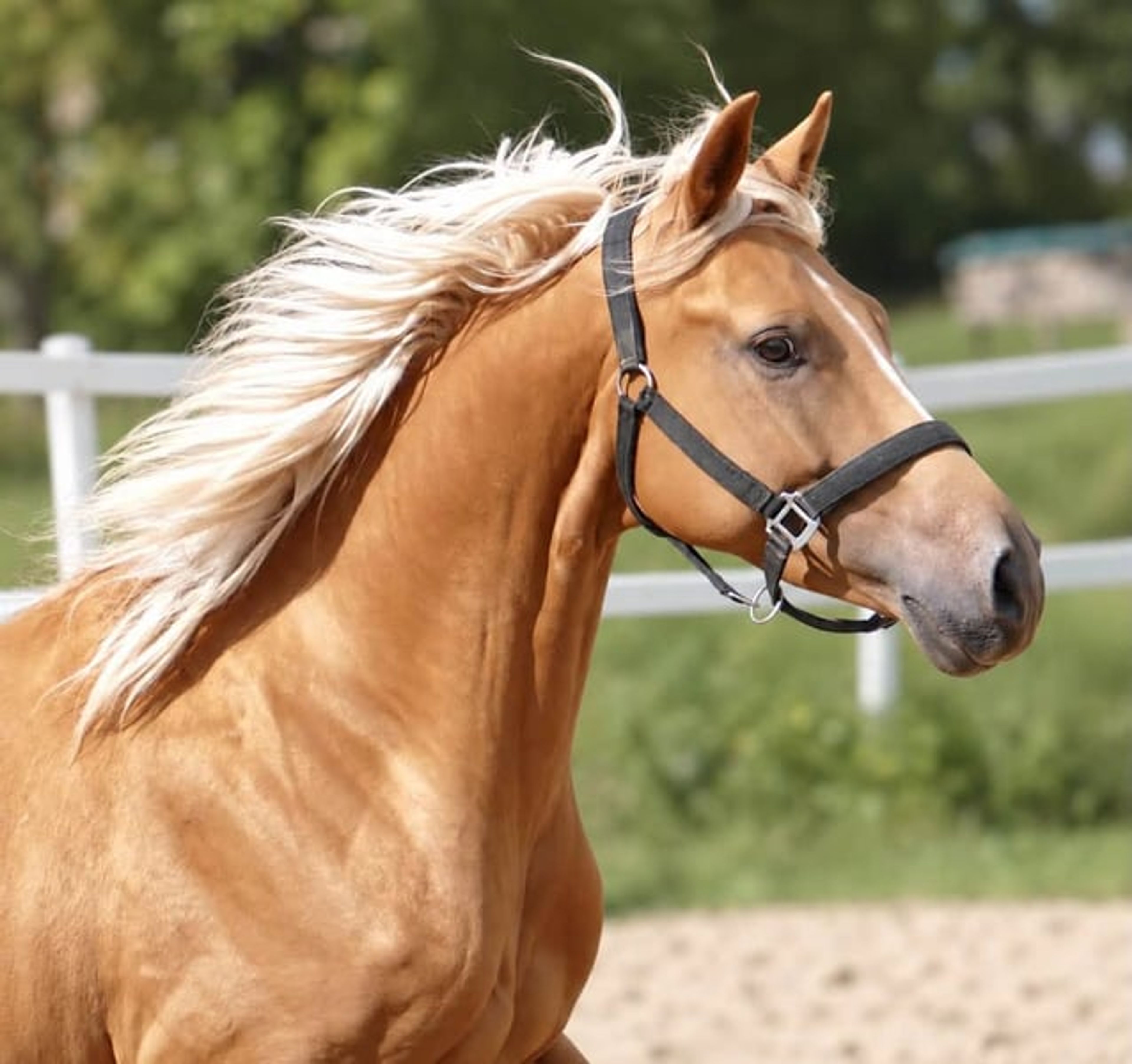 Beautiful, petite Palomino gelding