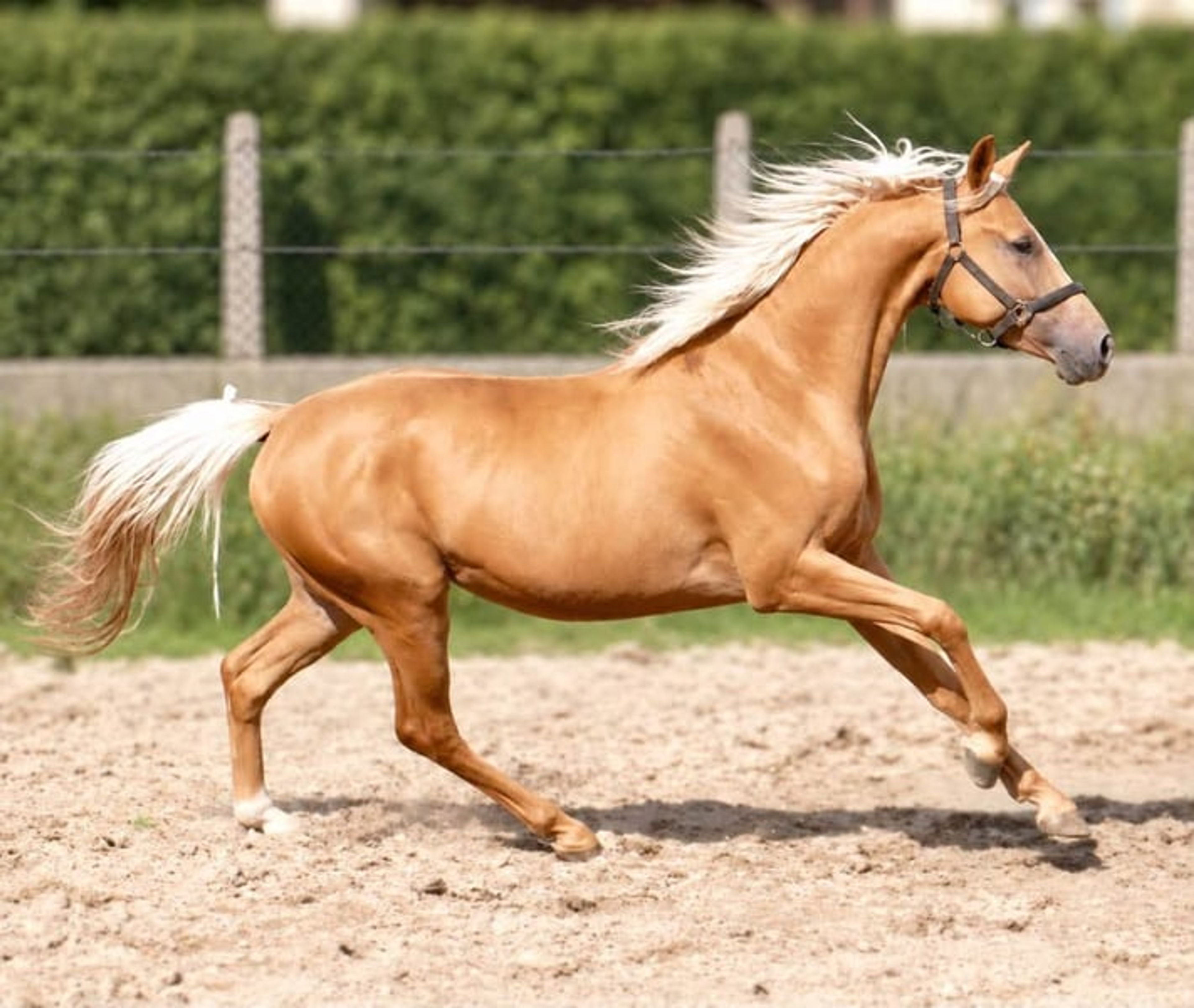 Beautiful, petite Palomino gelding - Image 2