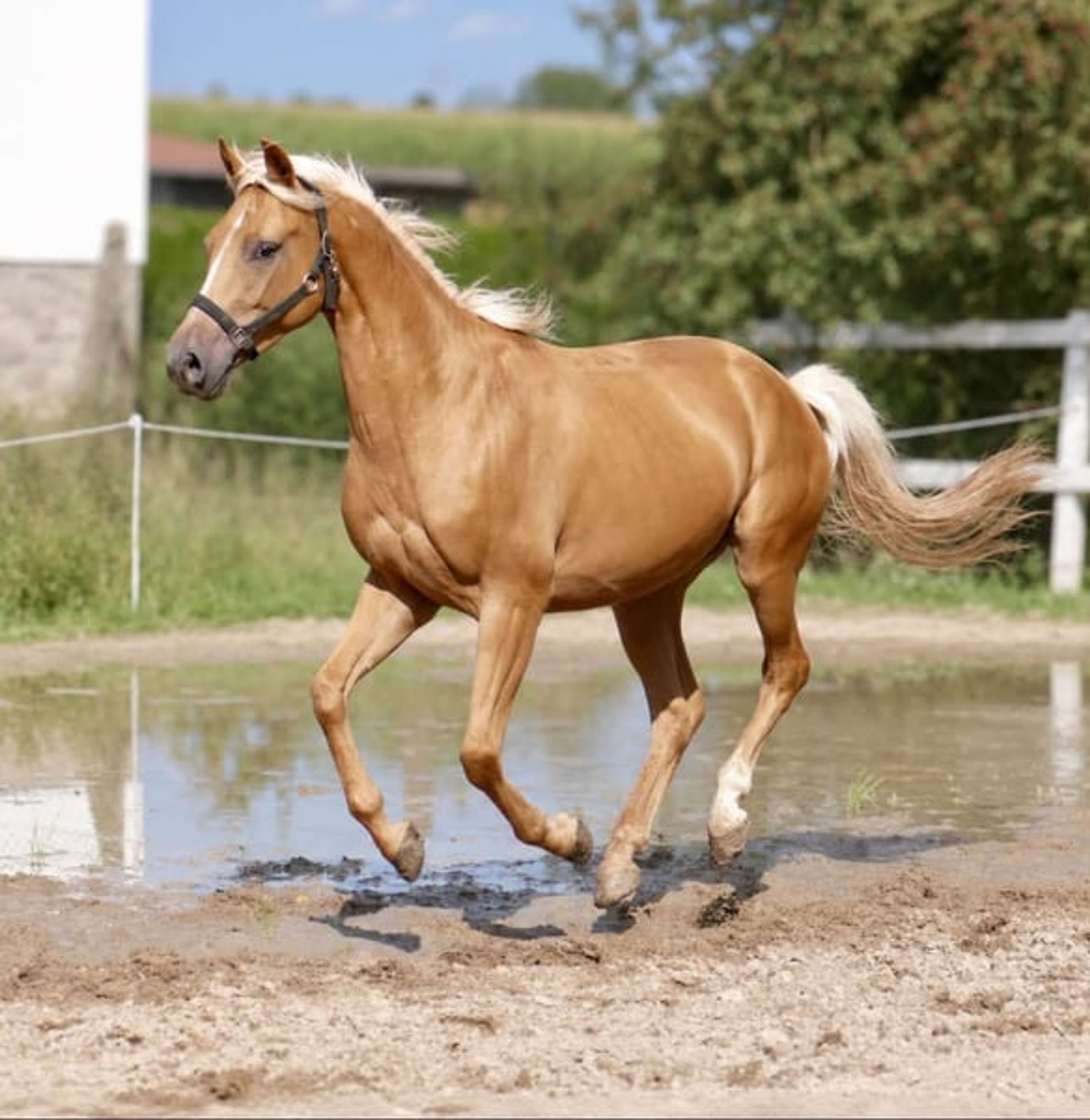 Beautiful, petite Palomino gelding - Image 3