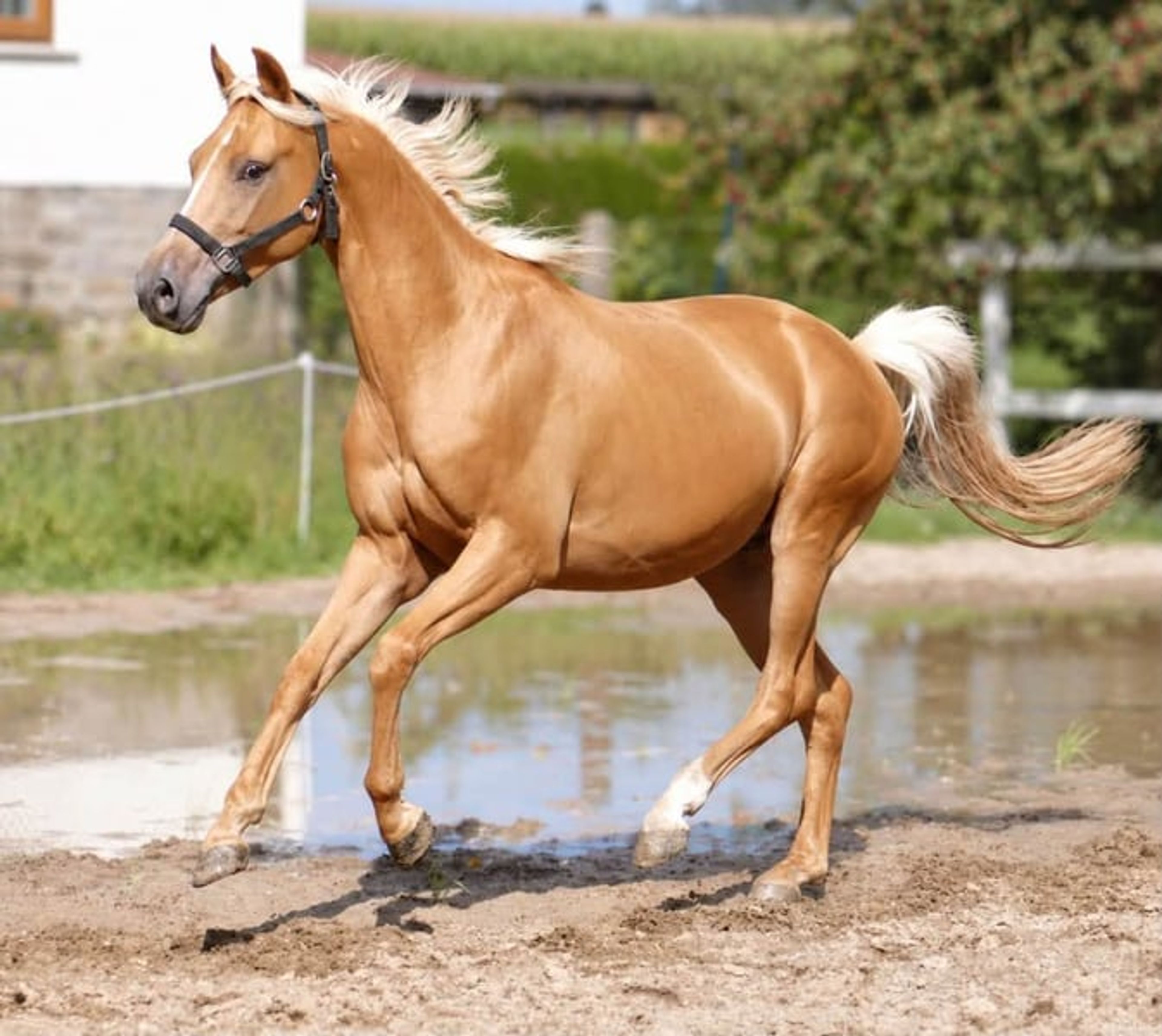 Beautiful, petite Palomino gelding - Image 4