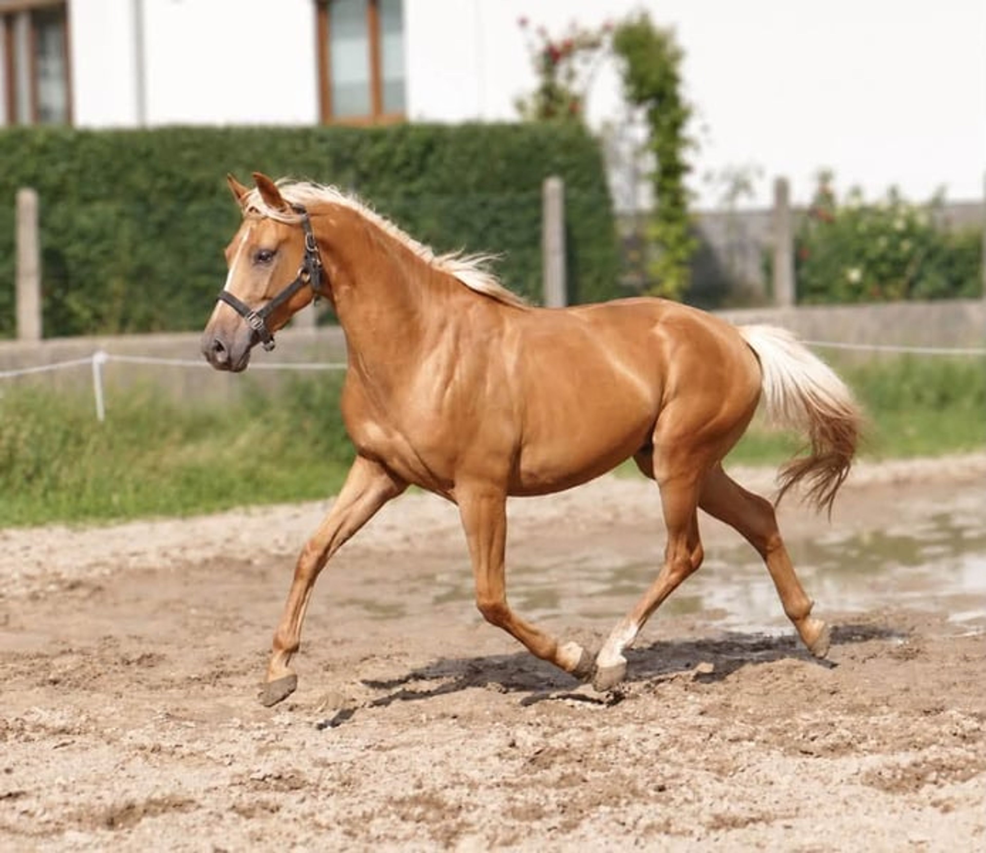 Beautiful, petite Palomino gelding - Image 5