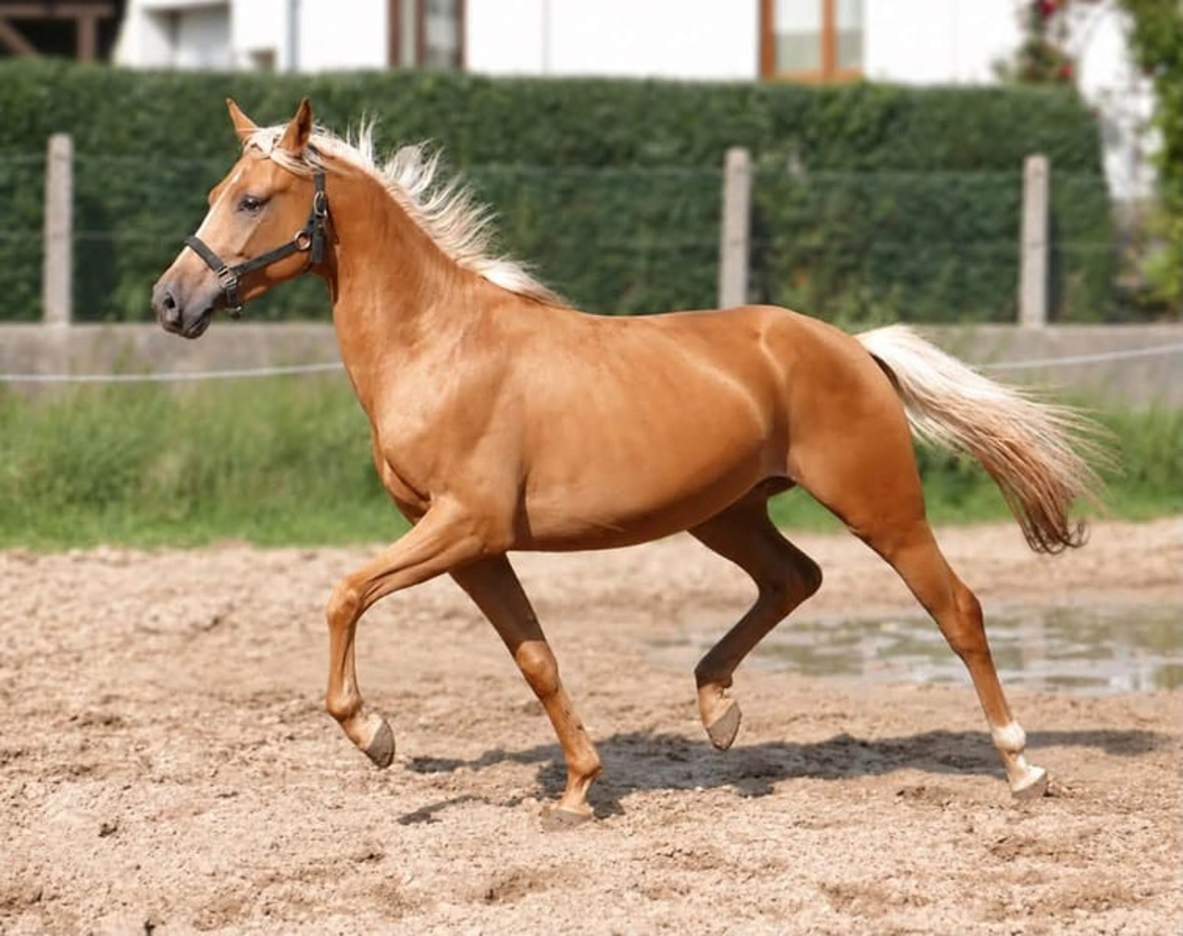 Beautiful, petite Palomino gelding - Image 6