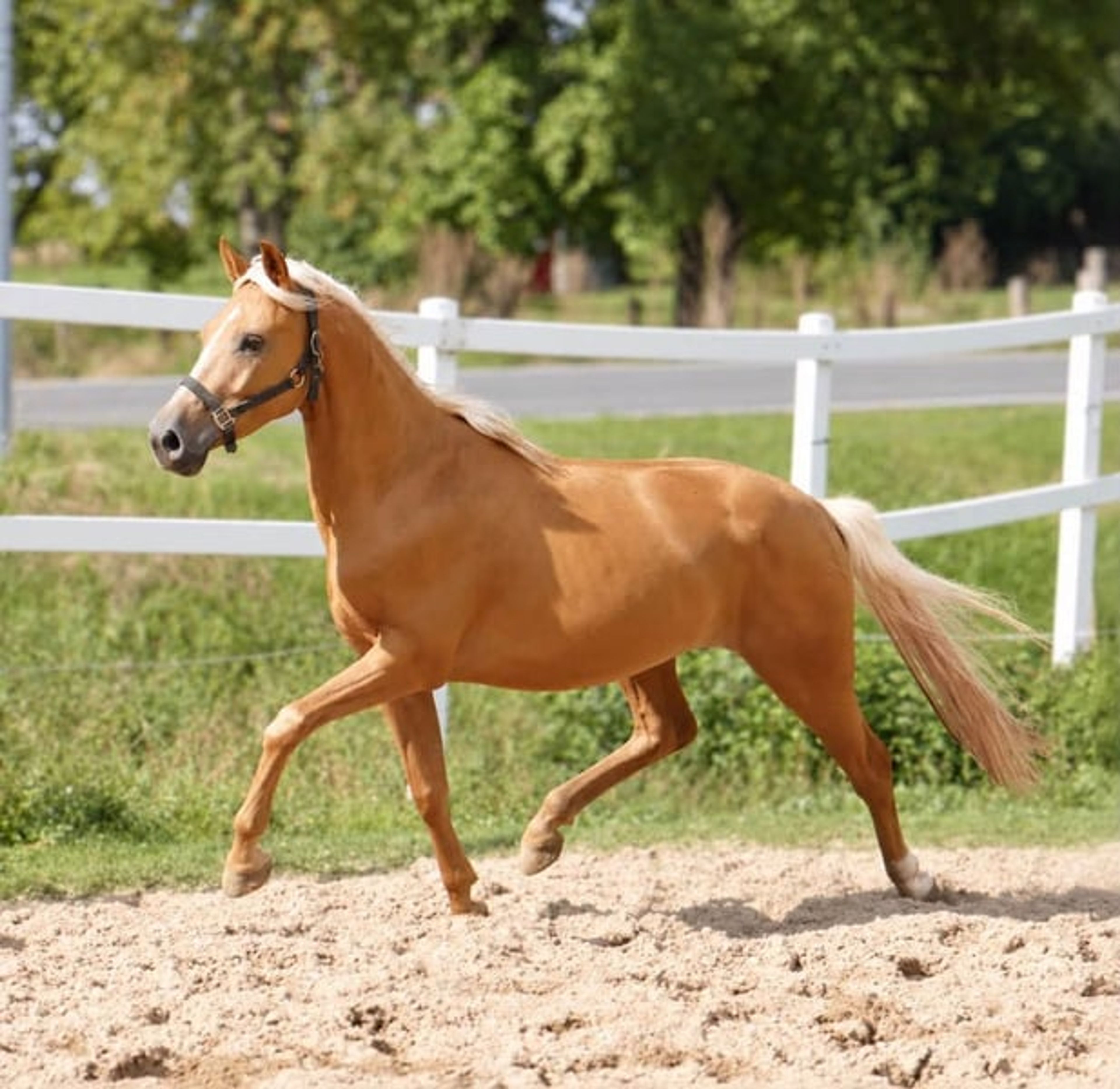 Beautiful, petite Palomino gelding - Image 7