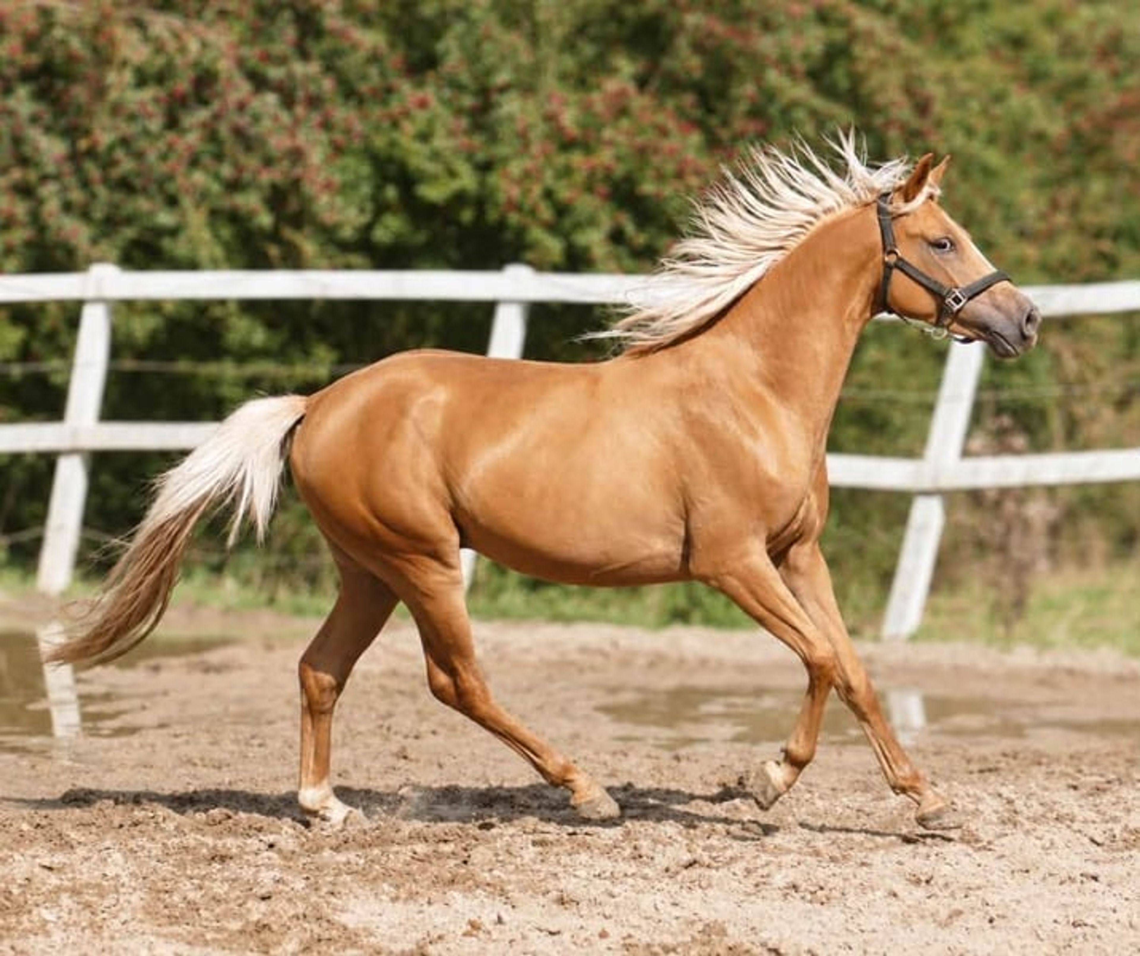 Beautiful, petite Palomino gelding - Image 8