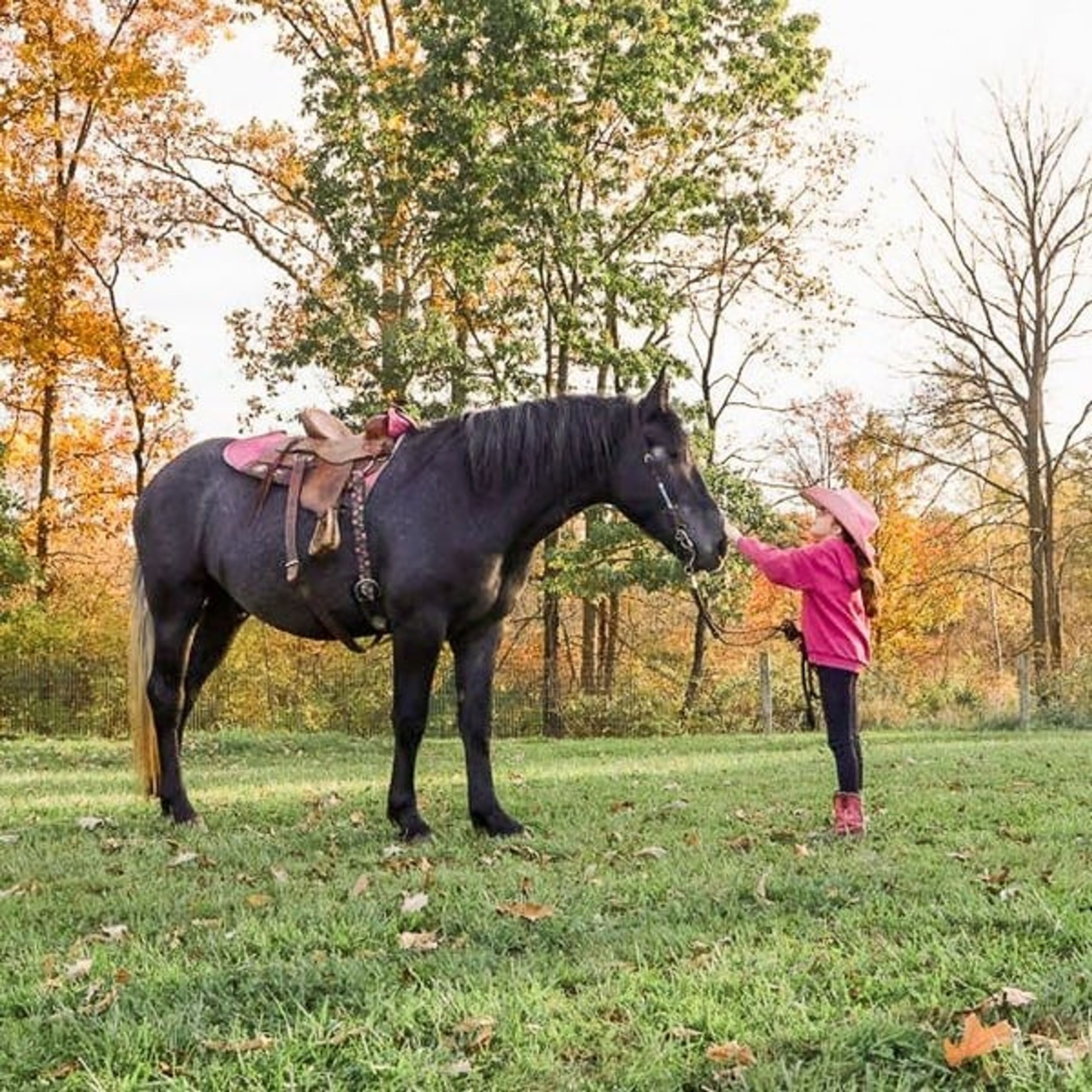 Timmy: gentle, kind, well trained: BABYSITTER- RIDES ENGLISH