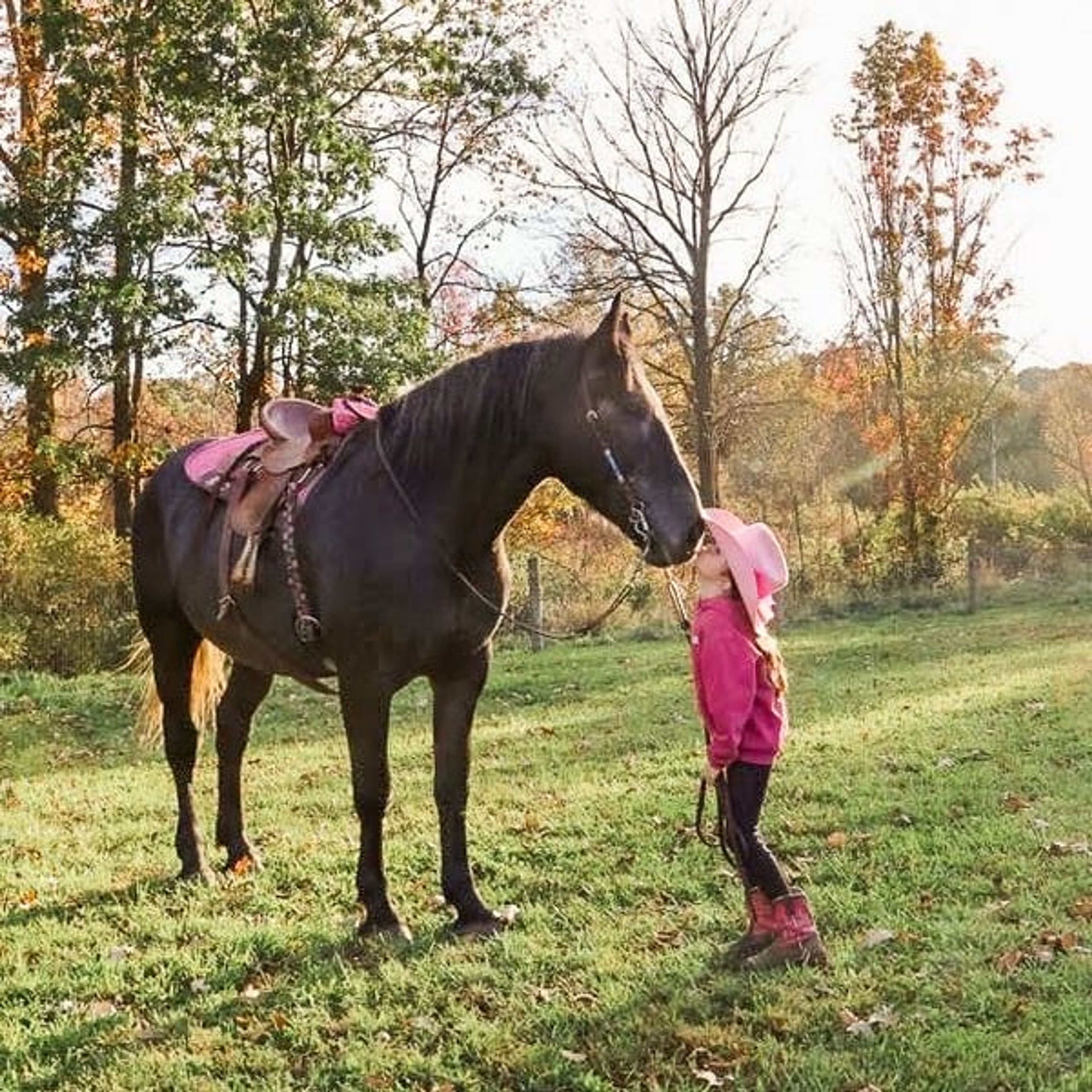 Timmy: gentle, kind, well trained: BABYSITTER- RIDES ENGLISH - Image 4