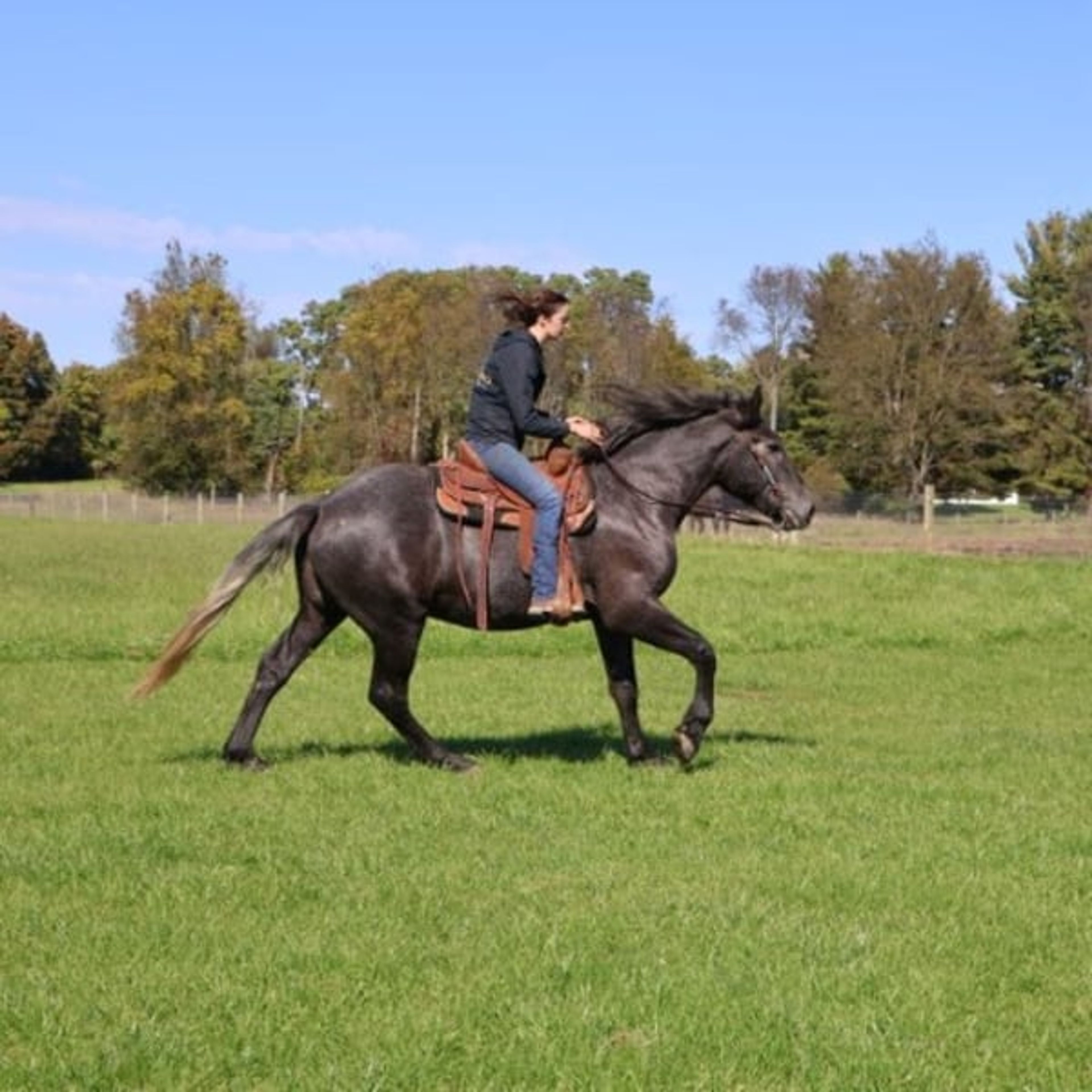 Timmy: gentle, kind, well trained: BABYSITTER- RIDES ENGLISH - Image 5