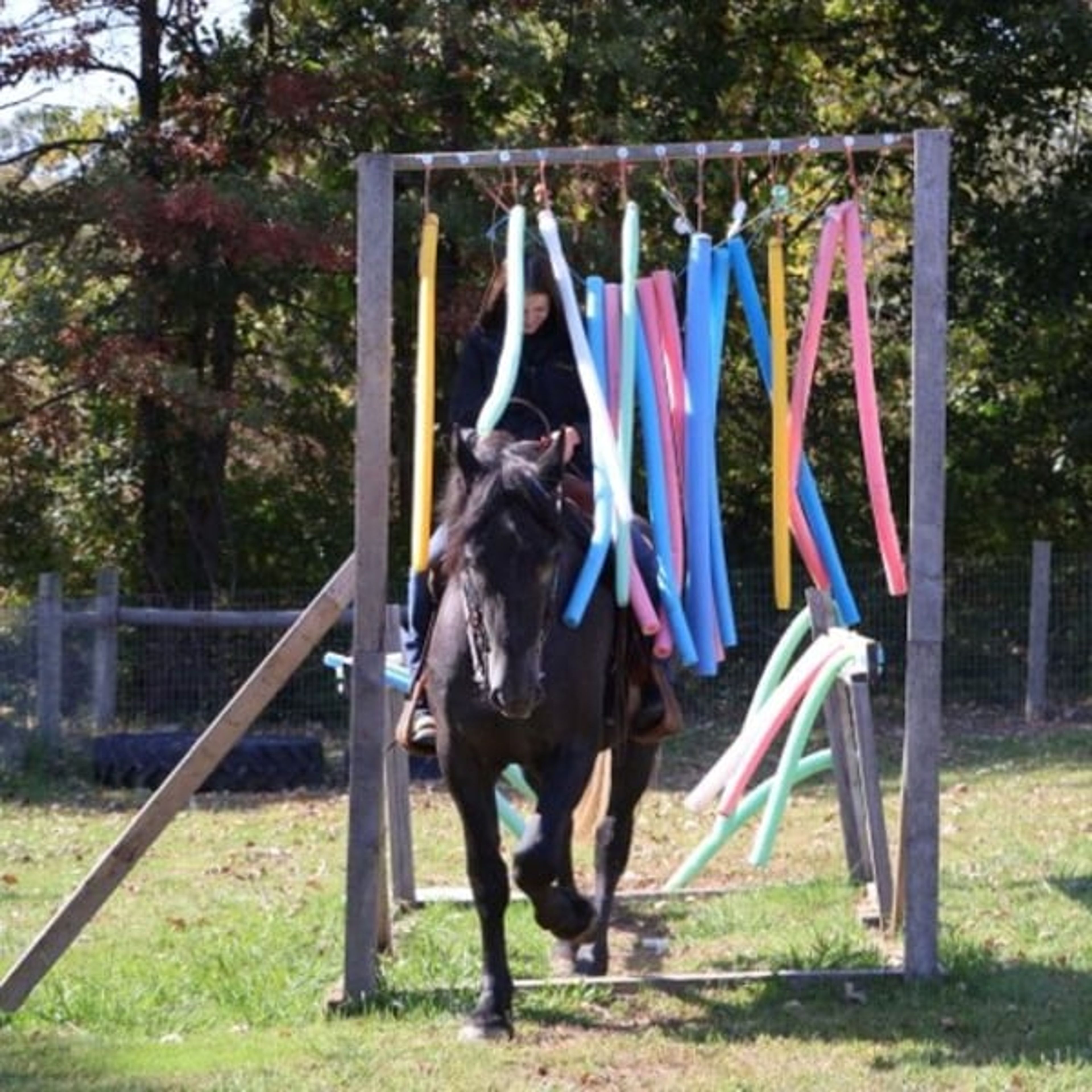 Timmy: gentle, kind, well trained: BABYSITTER- RIDES ENGLISH - Image 6