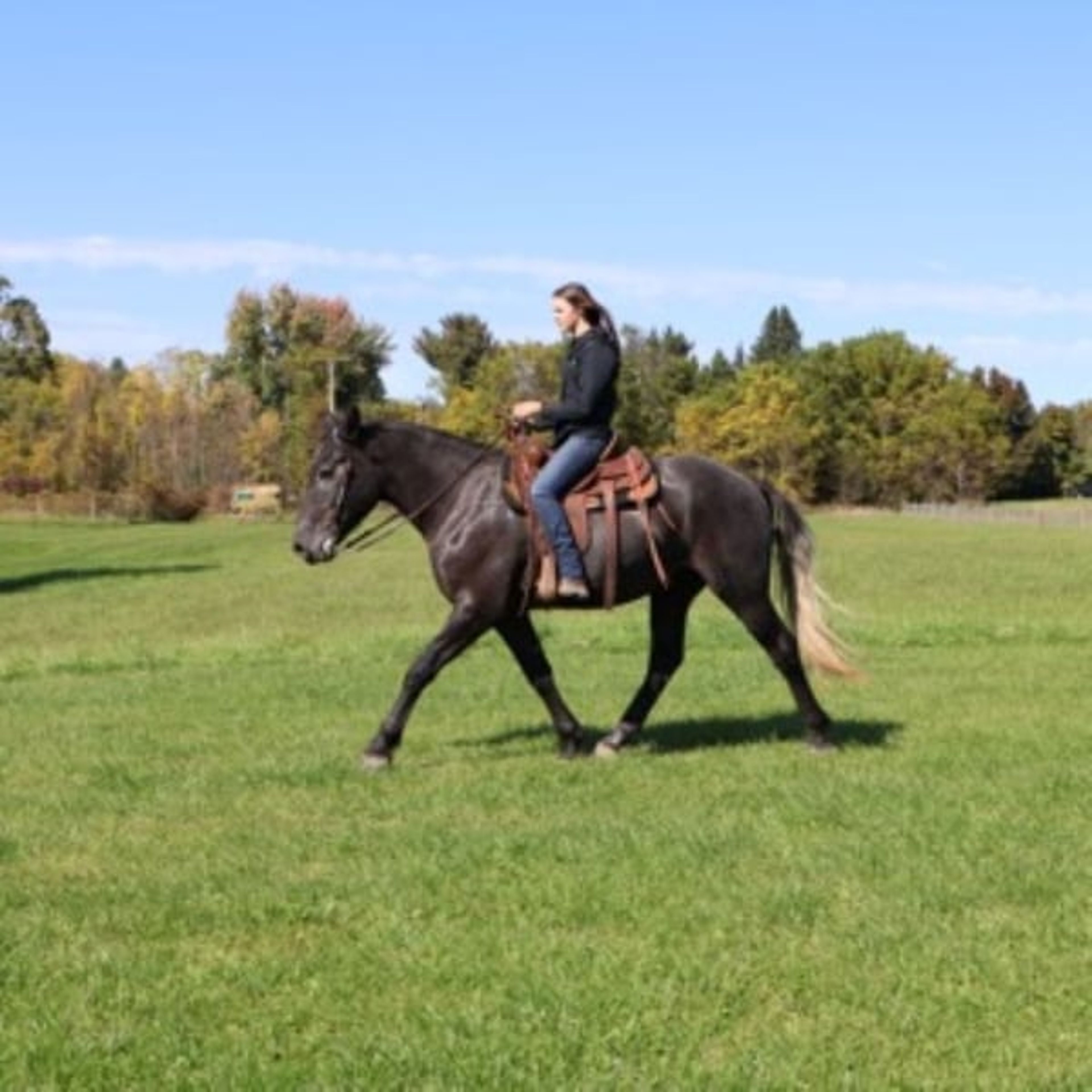 Timmy: gentle, kind, well trained: BABYSITTER- RIDES ENGLISH - Image 7