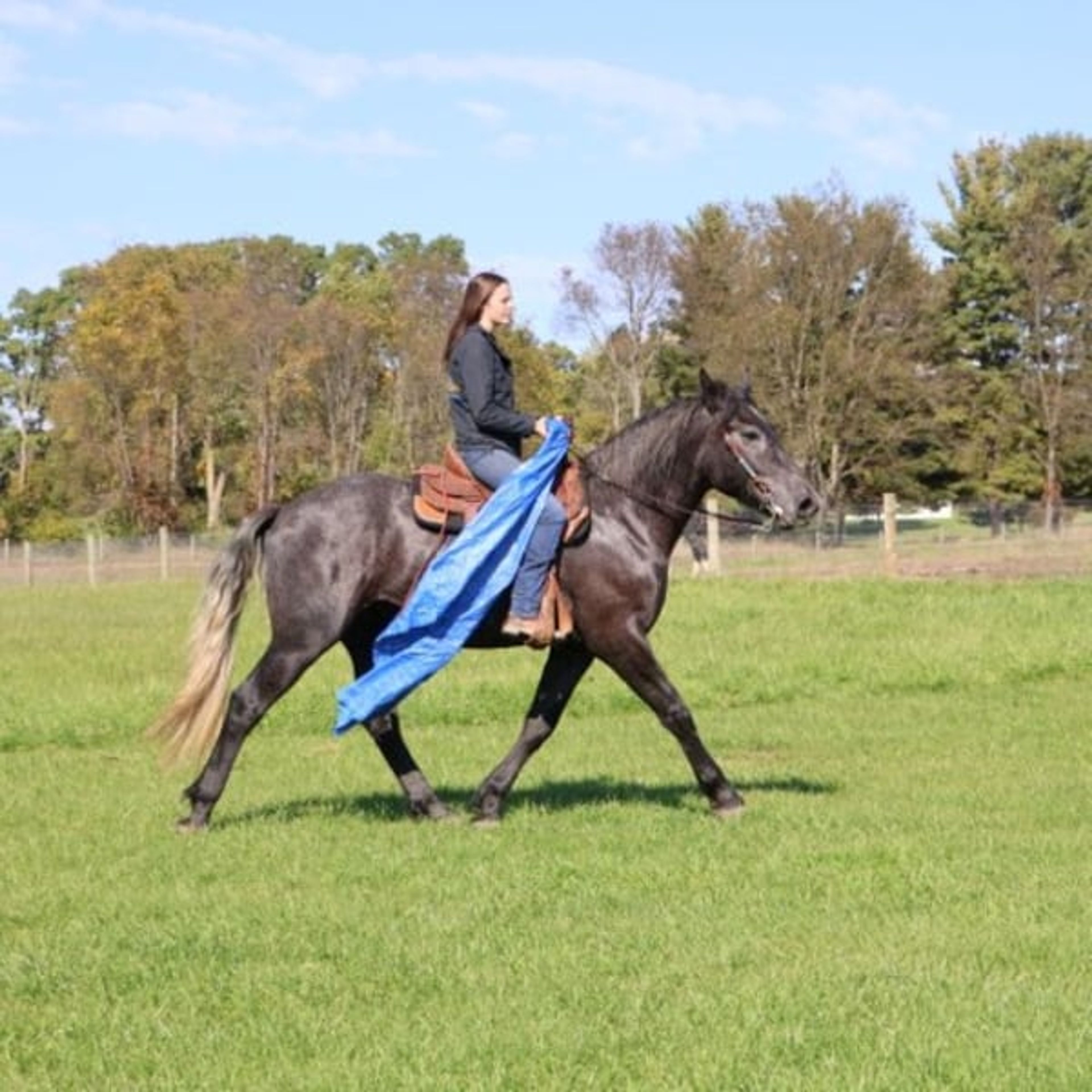 Timmy: gentle, kind, well trained: BABYSITTER- RIDES ENGLISH - Image 9