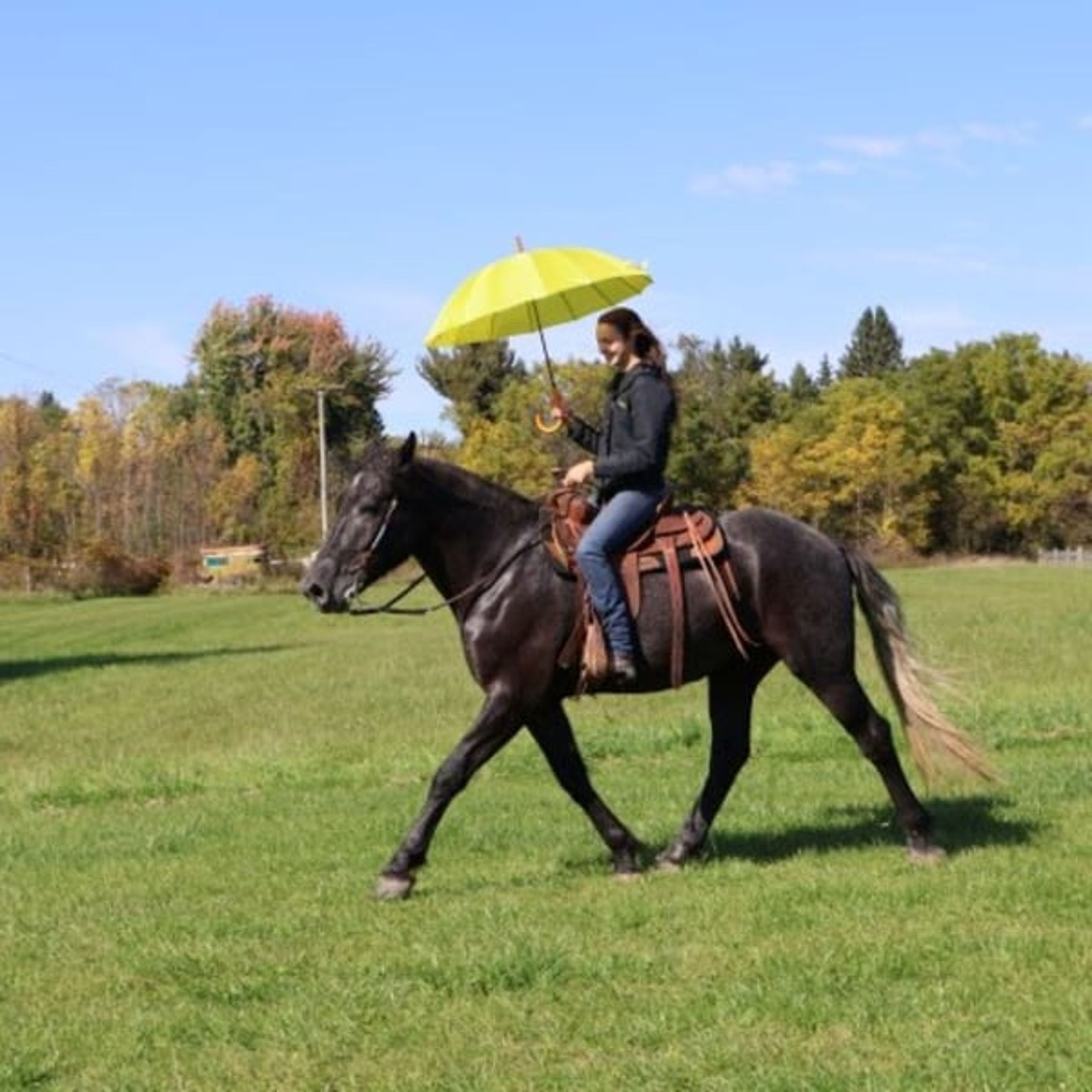 Timmy: gentle, kind, well trained: BABYSITTER- RIDES ENGLISH - Image 10
