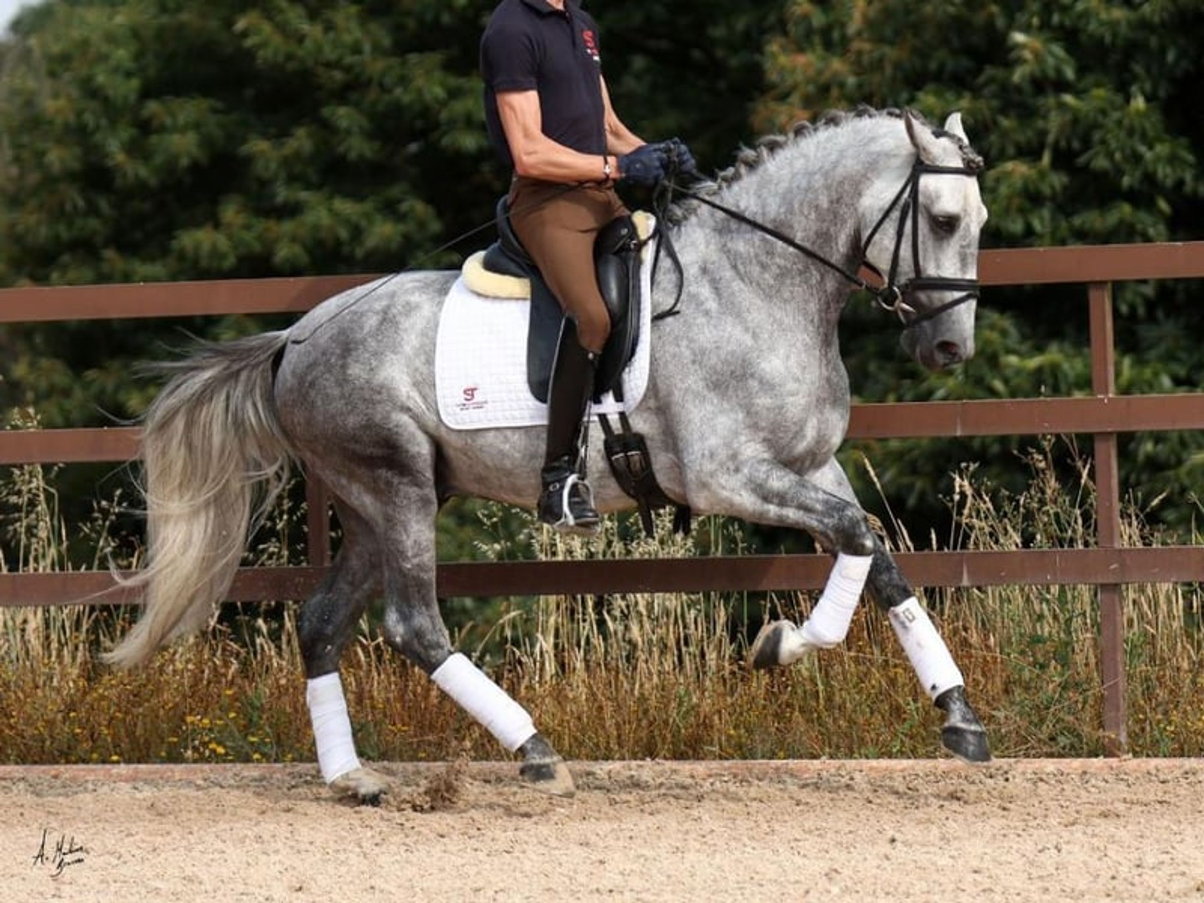 04158. Elegant PRE horse with an excellent temperament. - Image 1