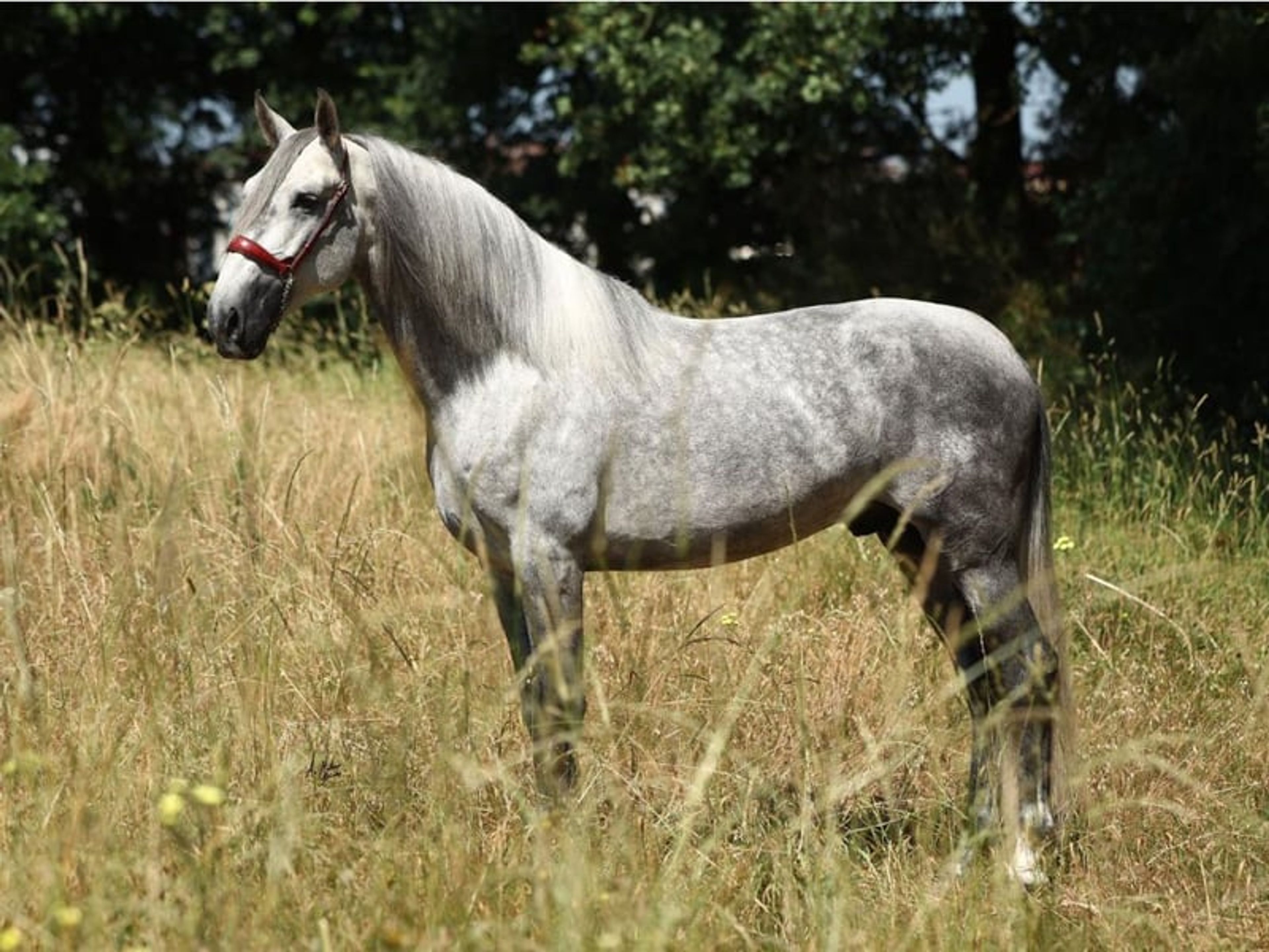 04158. Elegant PRE horse with an excellent temperament. - Image 2