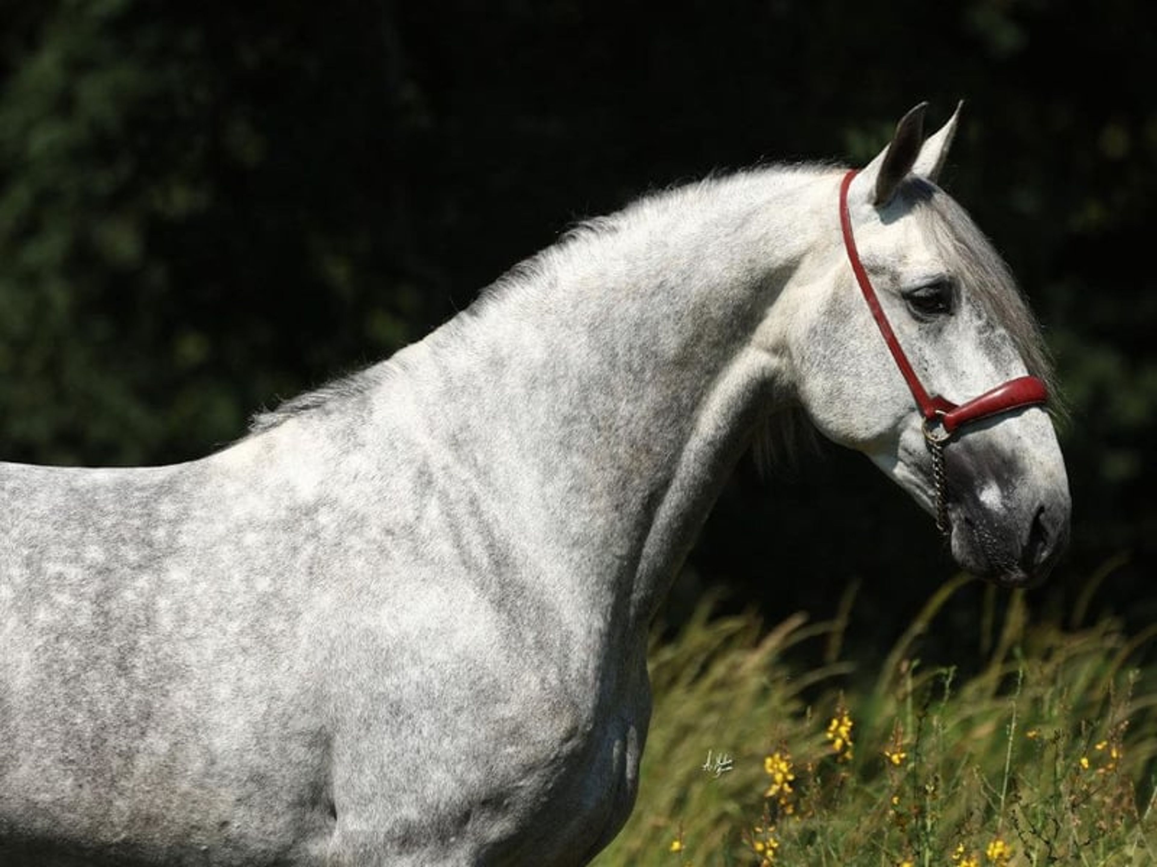 04158. Elegant PRE horse with an excellent temperament. - Image 3