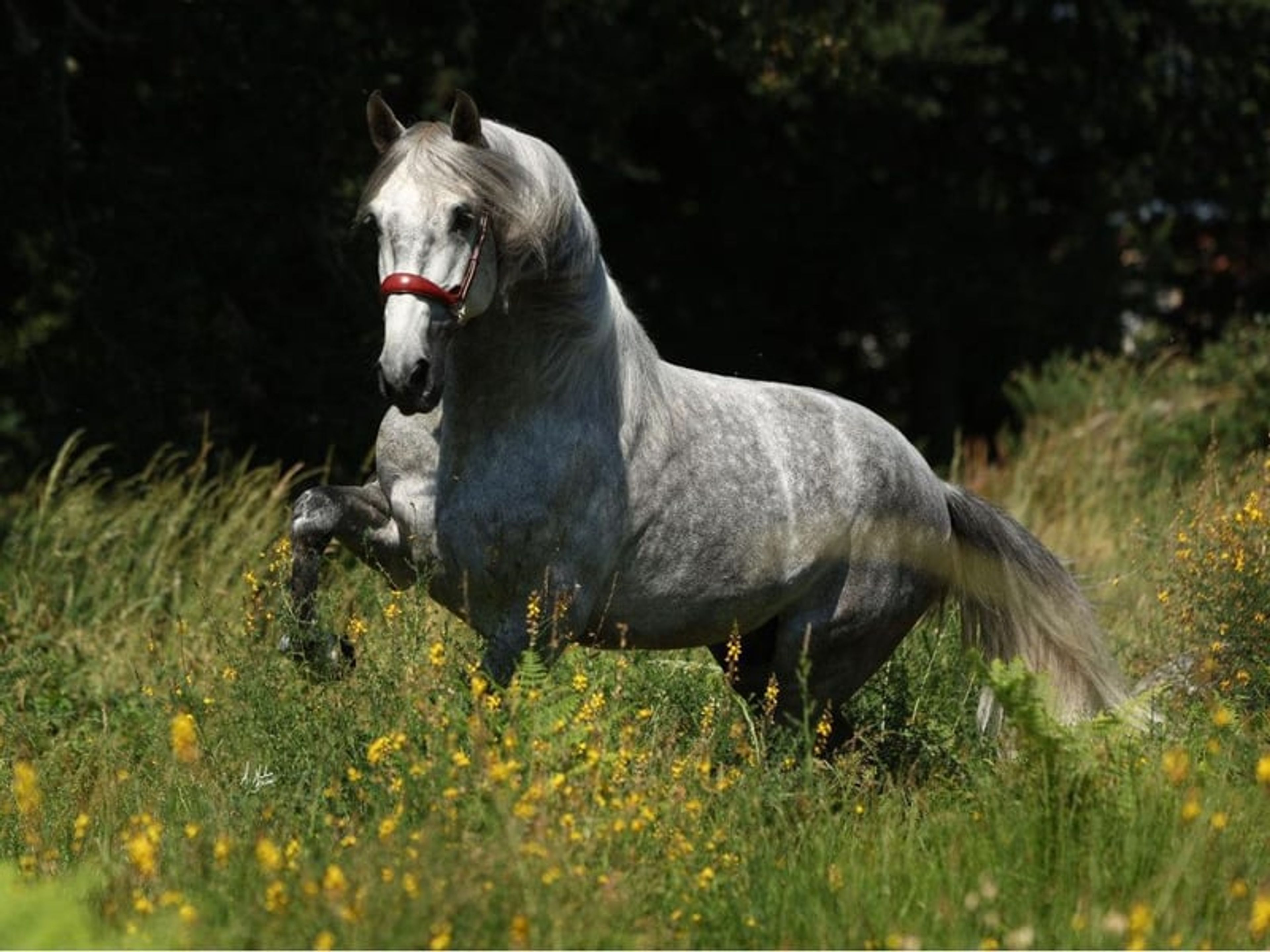 04158. Elegant PRE horse with an excellent temperament. - Image 4