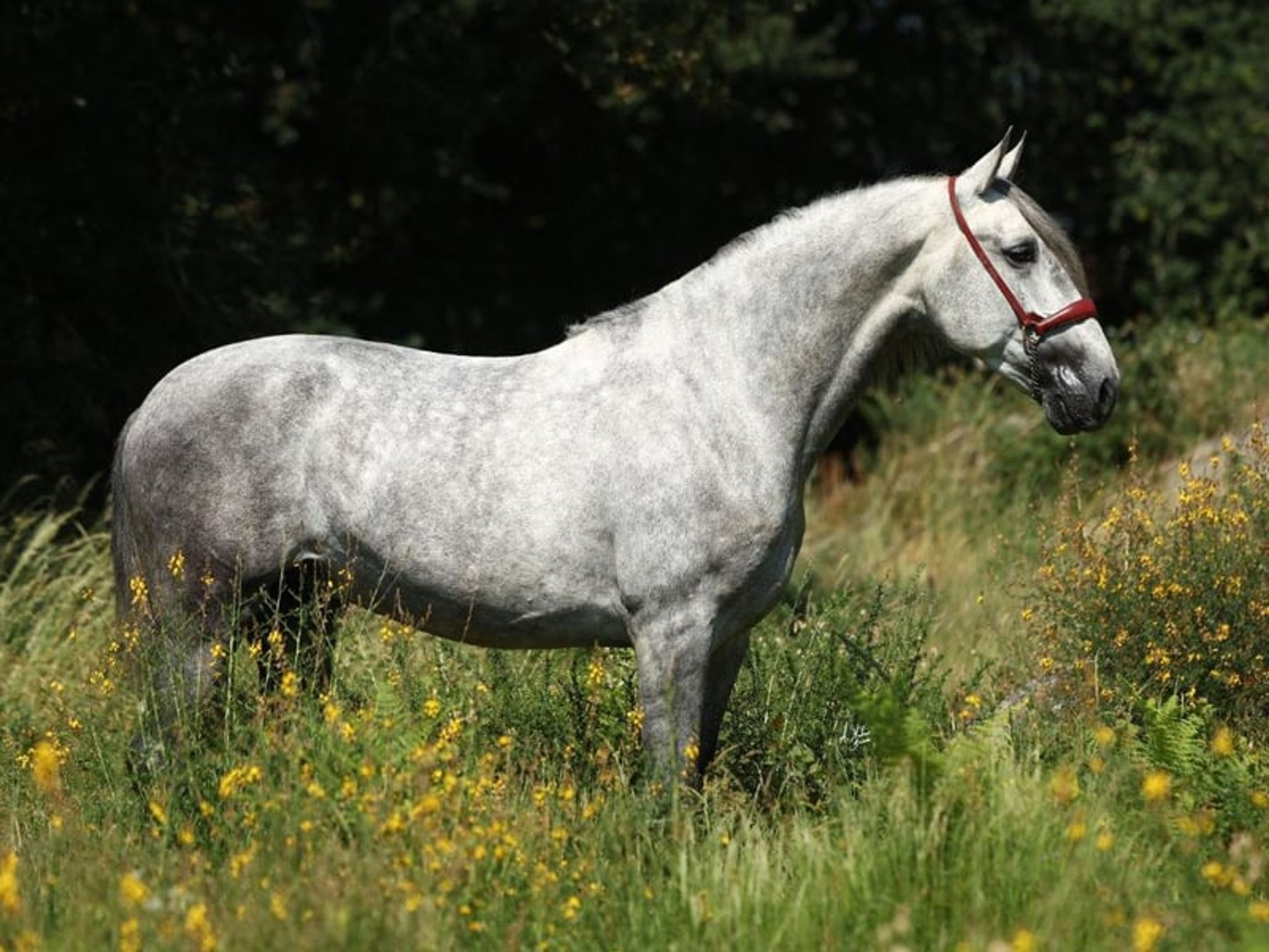 04158. Elegant PRE horse with an excellent temperament. - Image 5