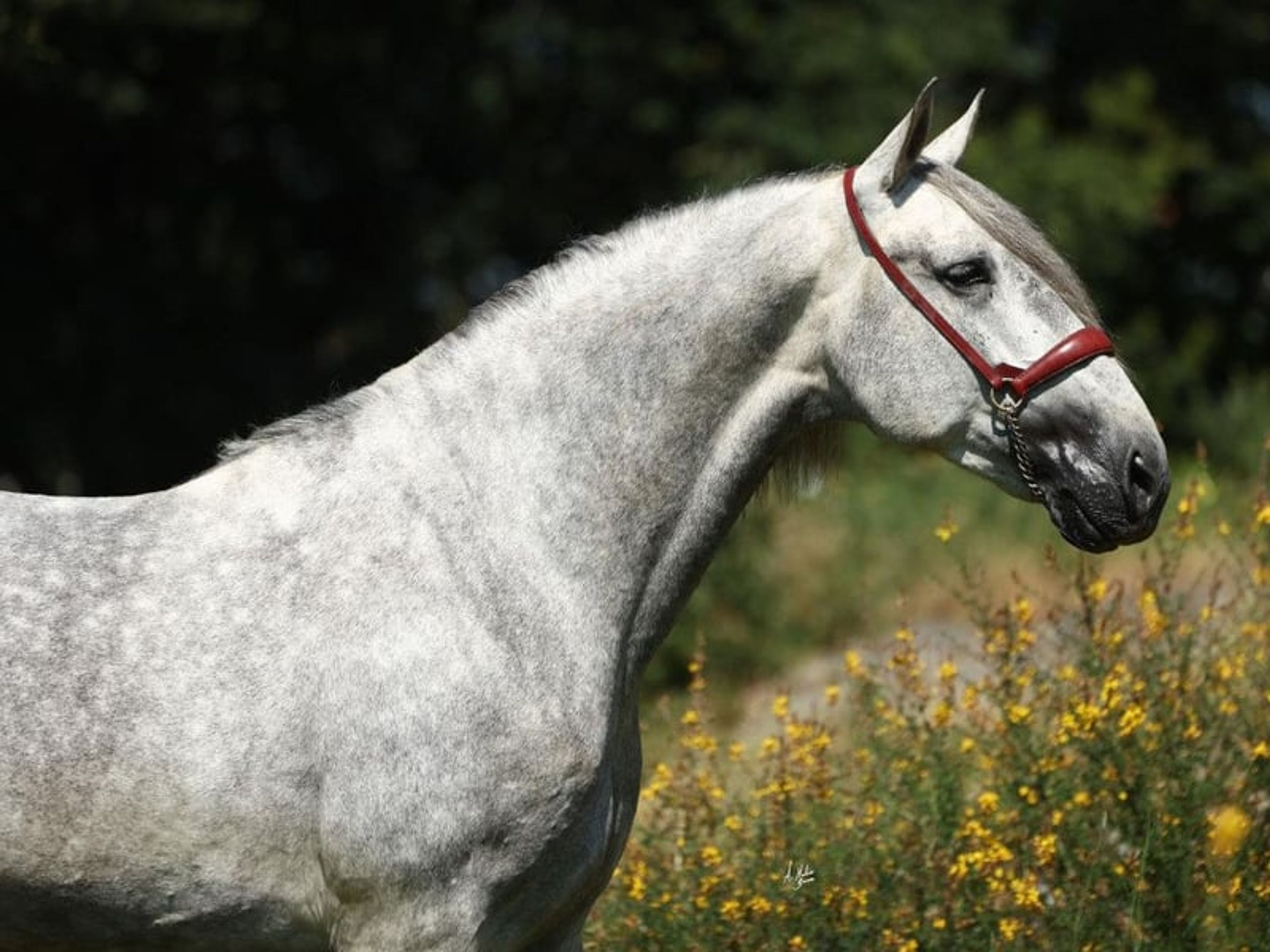 04158. Elegant PRE horse with an excellent temperament. - Image 6
