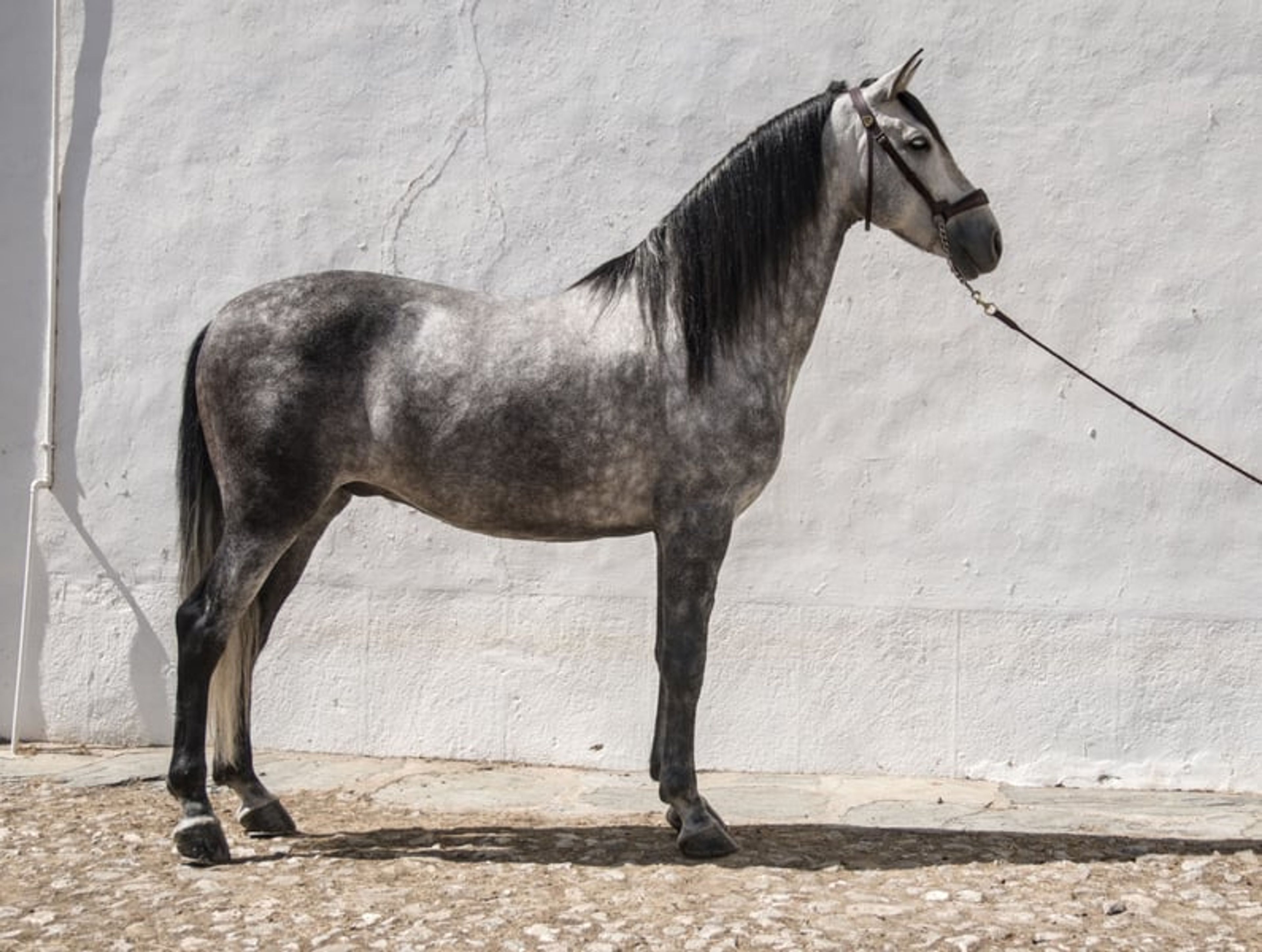 Talented Spanish horse from a renowned breeding, gently backed.