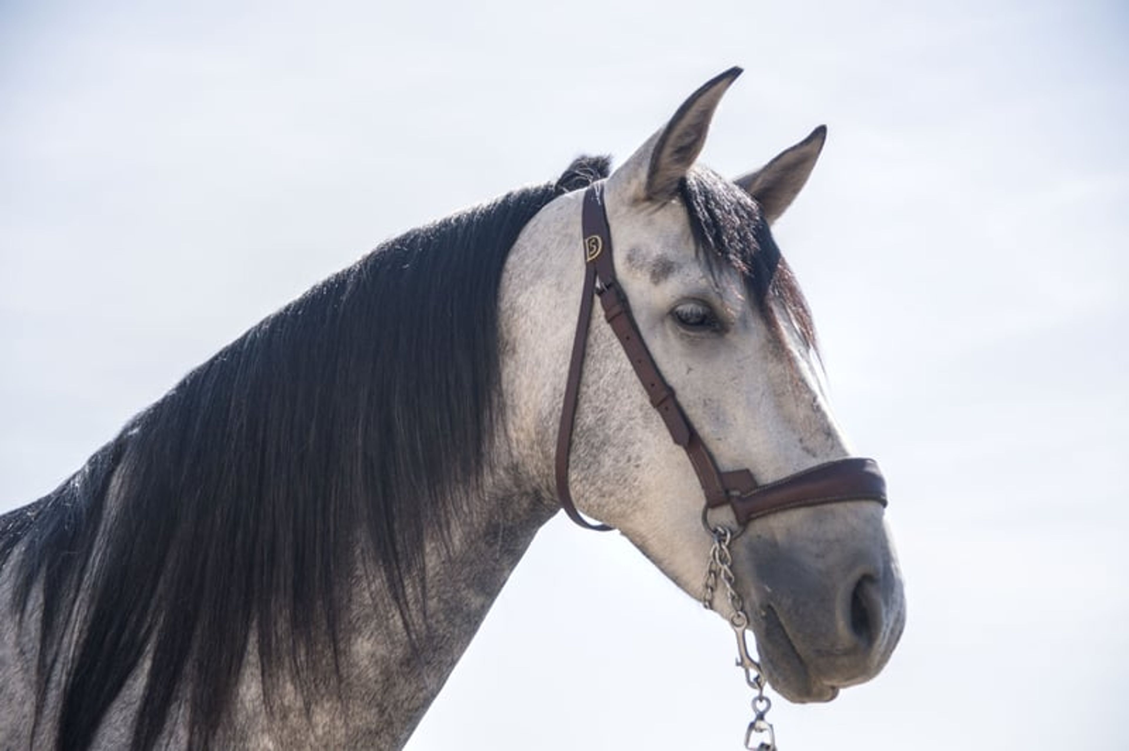 Talented Spanish horse from a renowned breeding, gently backed. - Image 2