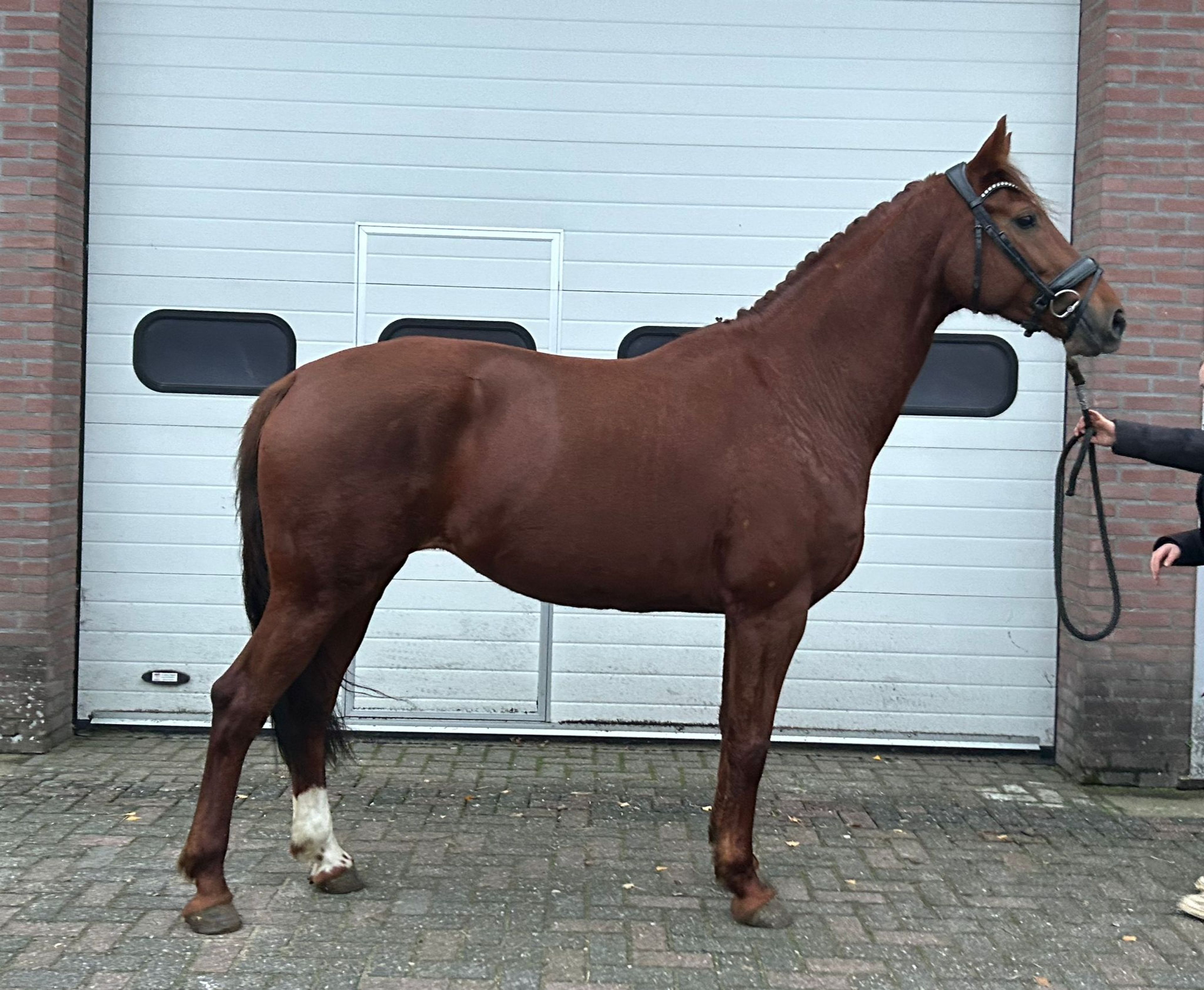 Orange (FERDINAND x LORD LEATHERDALE) - Image 1