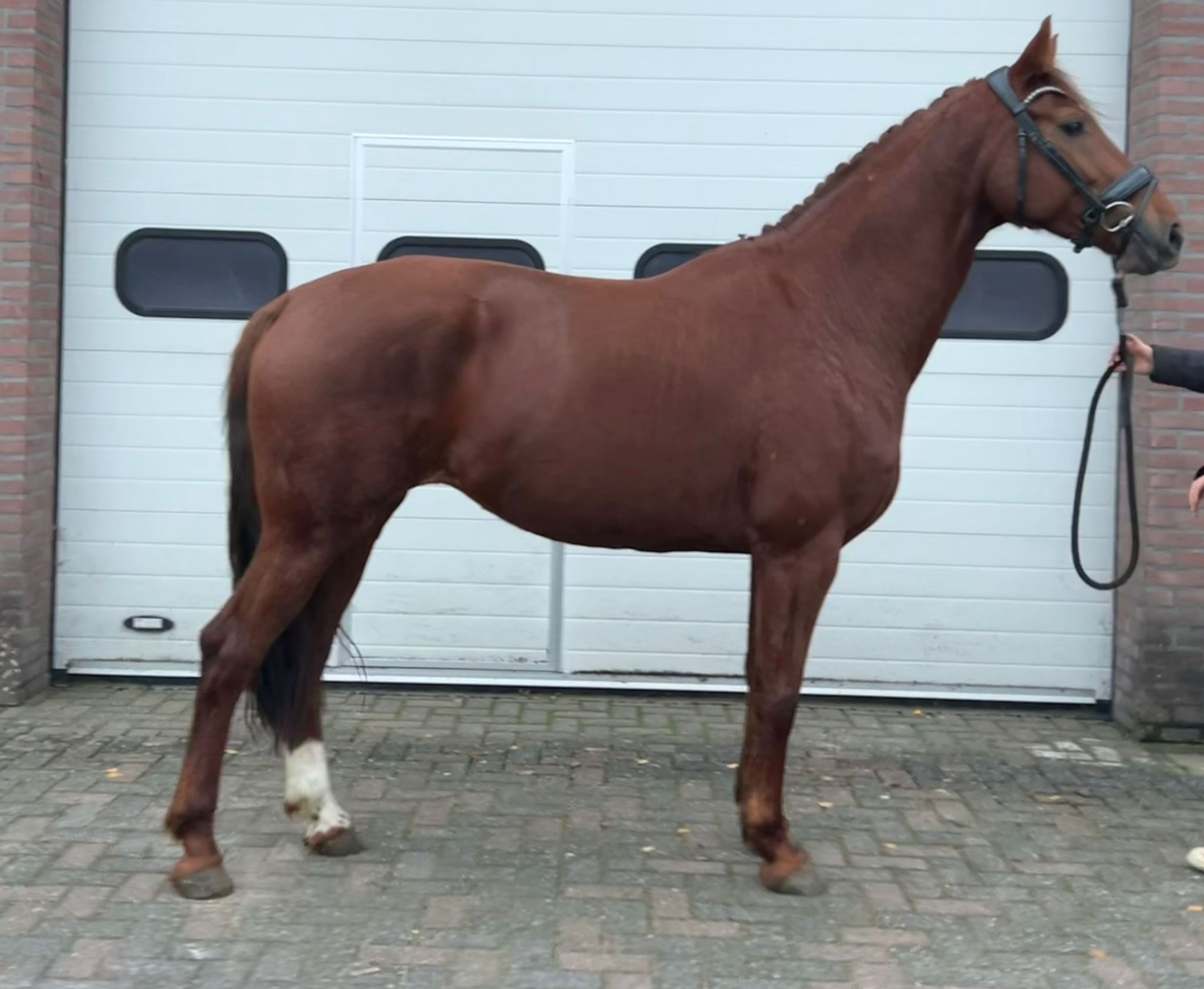 Orange (FERDINAND x LORD LEATHERDALE) - Image 2