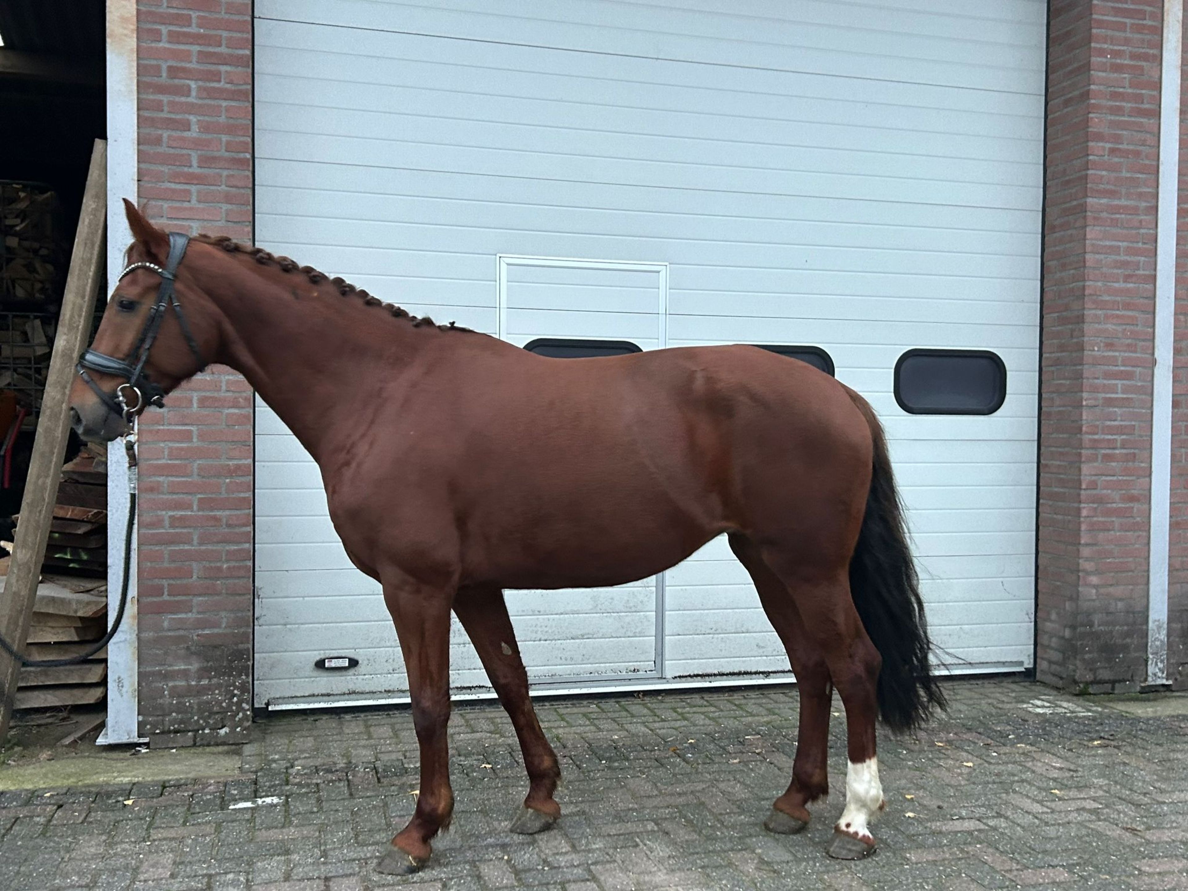 Orange (FERDINAND x LORD LEATHERDALE) - Image 3