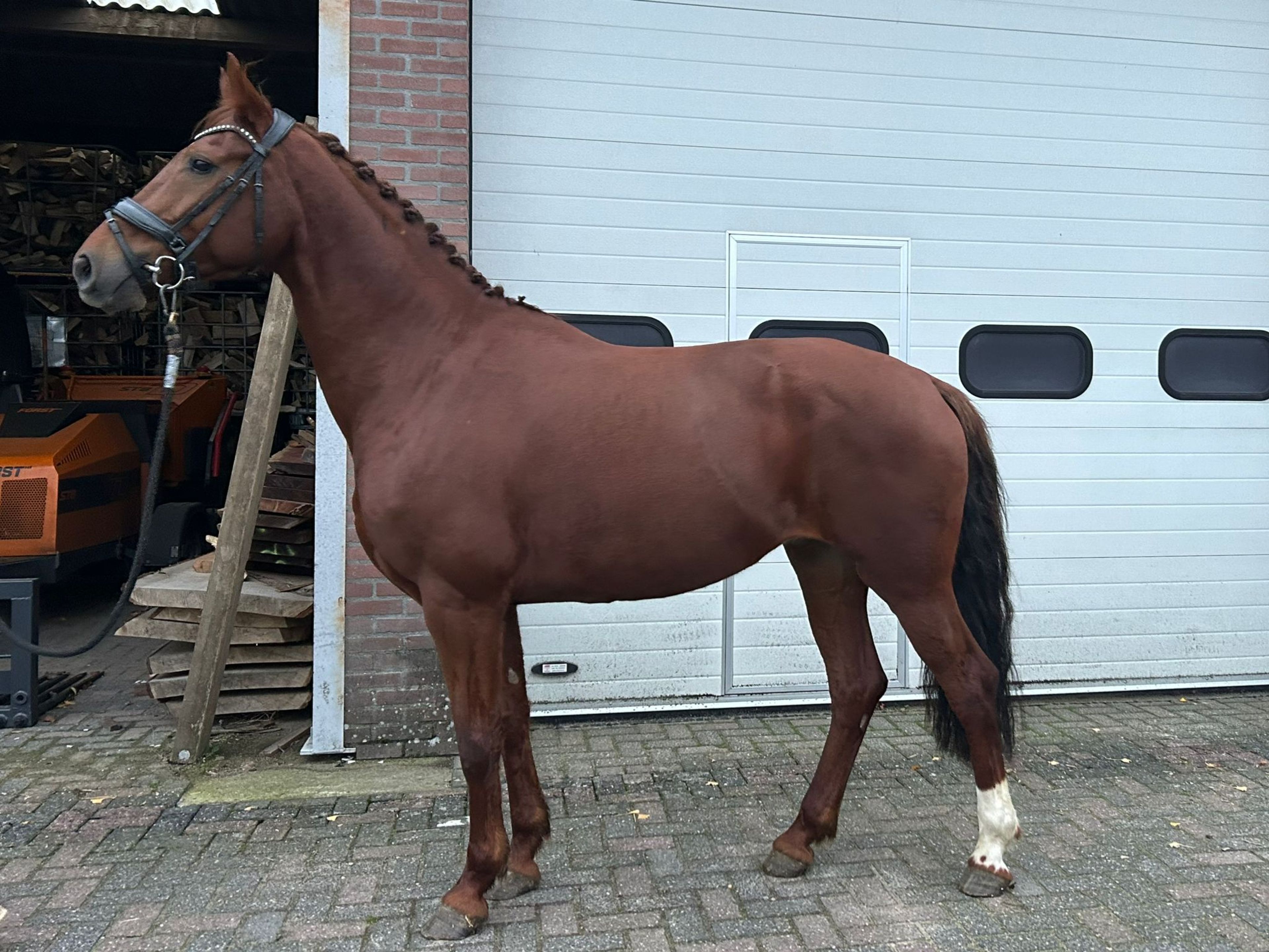 Orange (FERDINAND x LORD LEATHERDALE) - Image 4