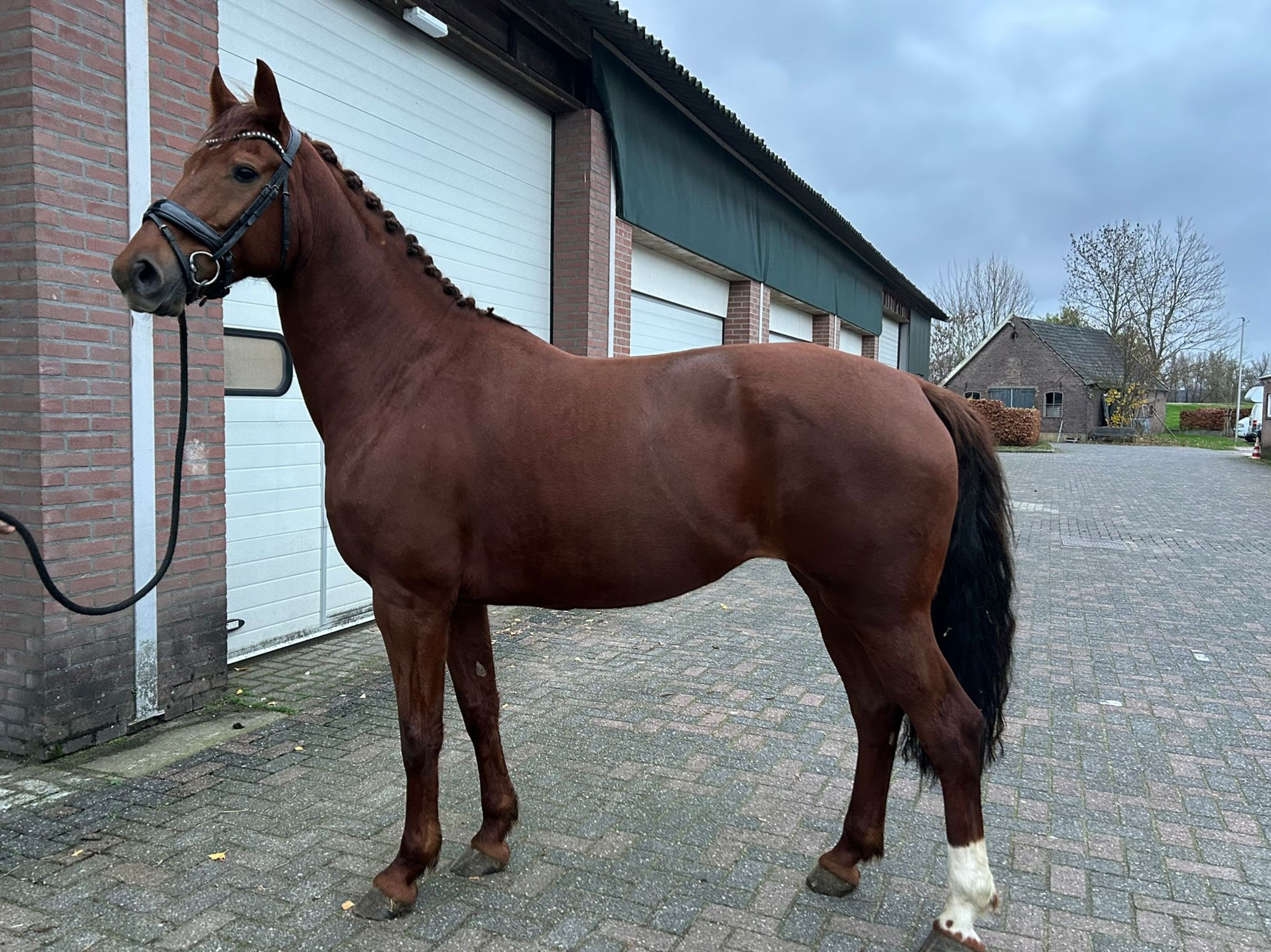 Orange (FERDINAND x LORD LEATHERDALE) - Image 5