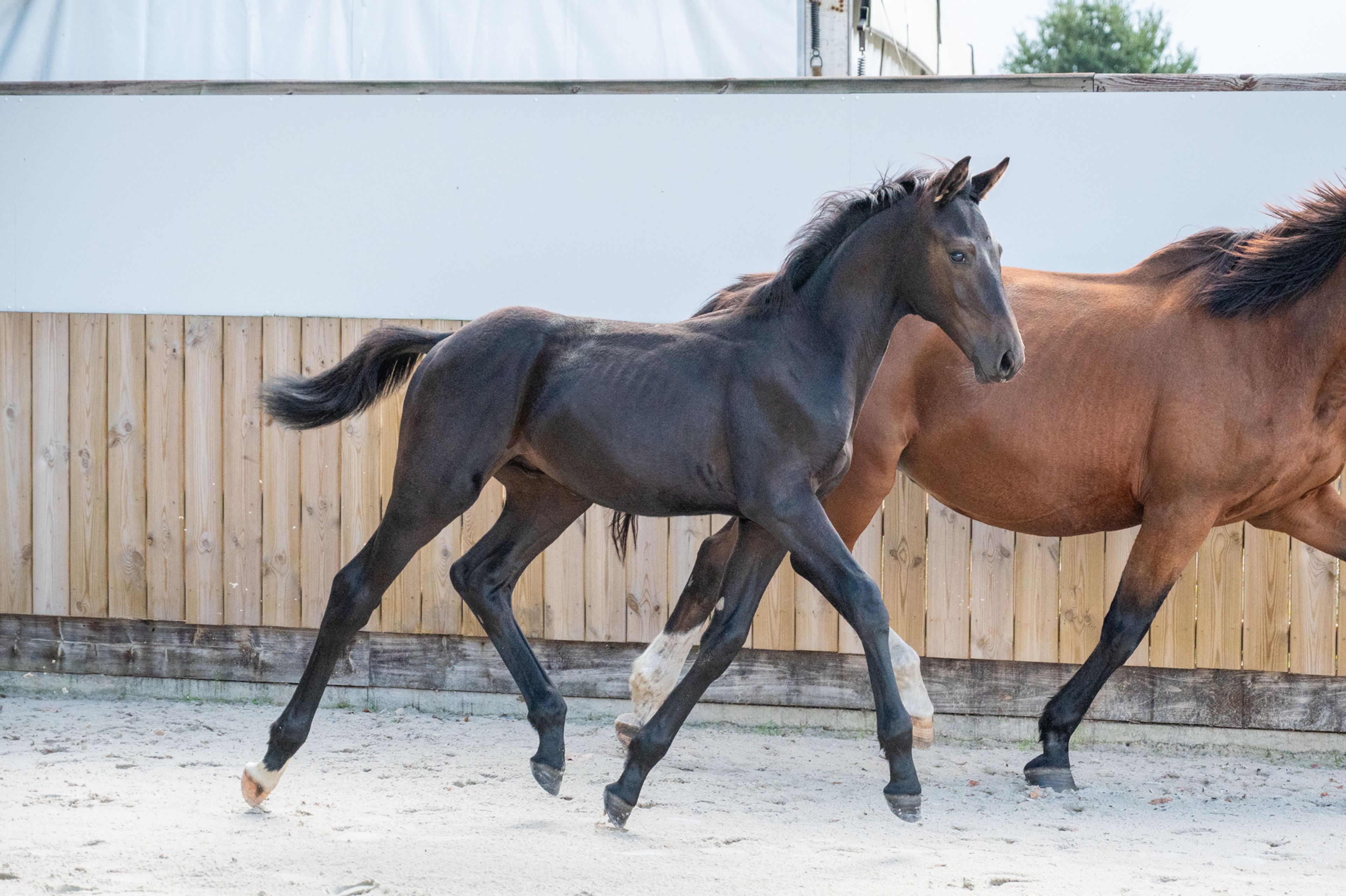 Capo Diaz Z (CODEX DIAZ Z x MOUJIK DE SOHAN) - Image 1