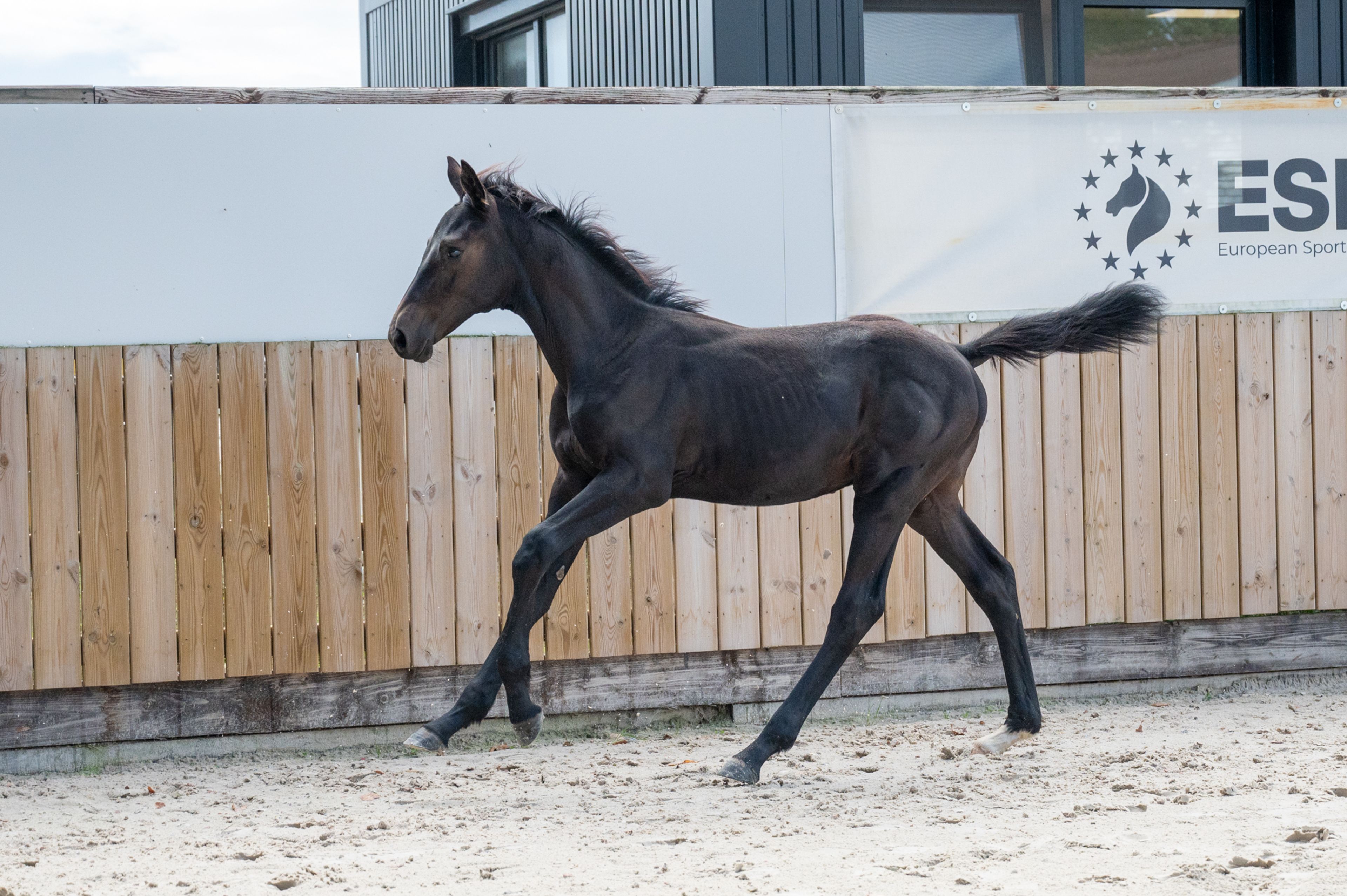 Capo Diaz Z (CODEX DIAZ Z x MOUJIK DE SOHAN) - Image 7
