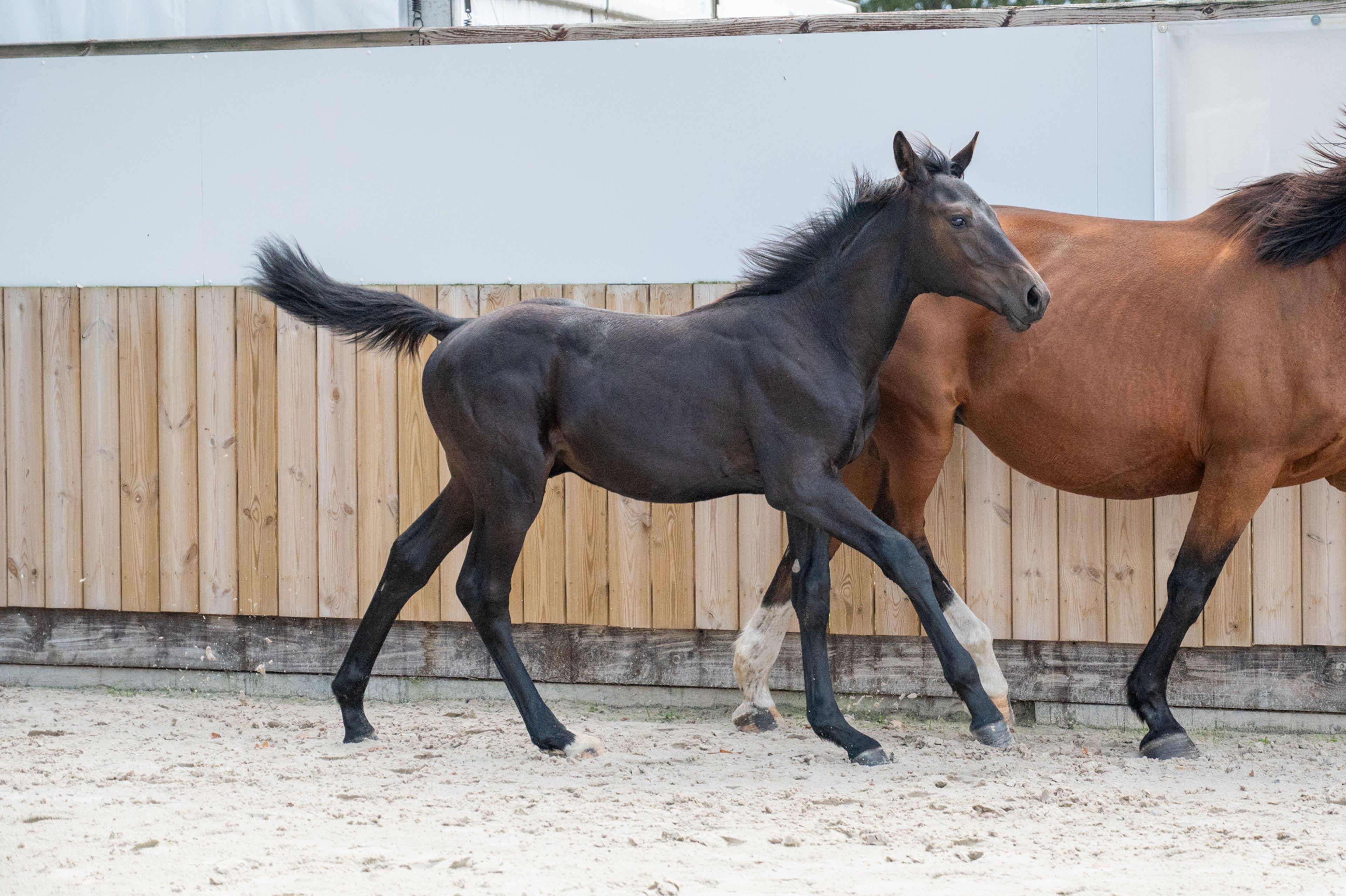 Capo Diaz Z (CODEX DIAZ Z x MOUJIK DE SOHAN) - Image 8