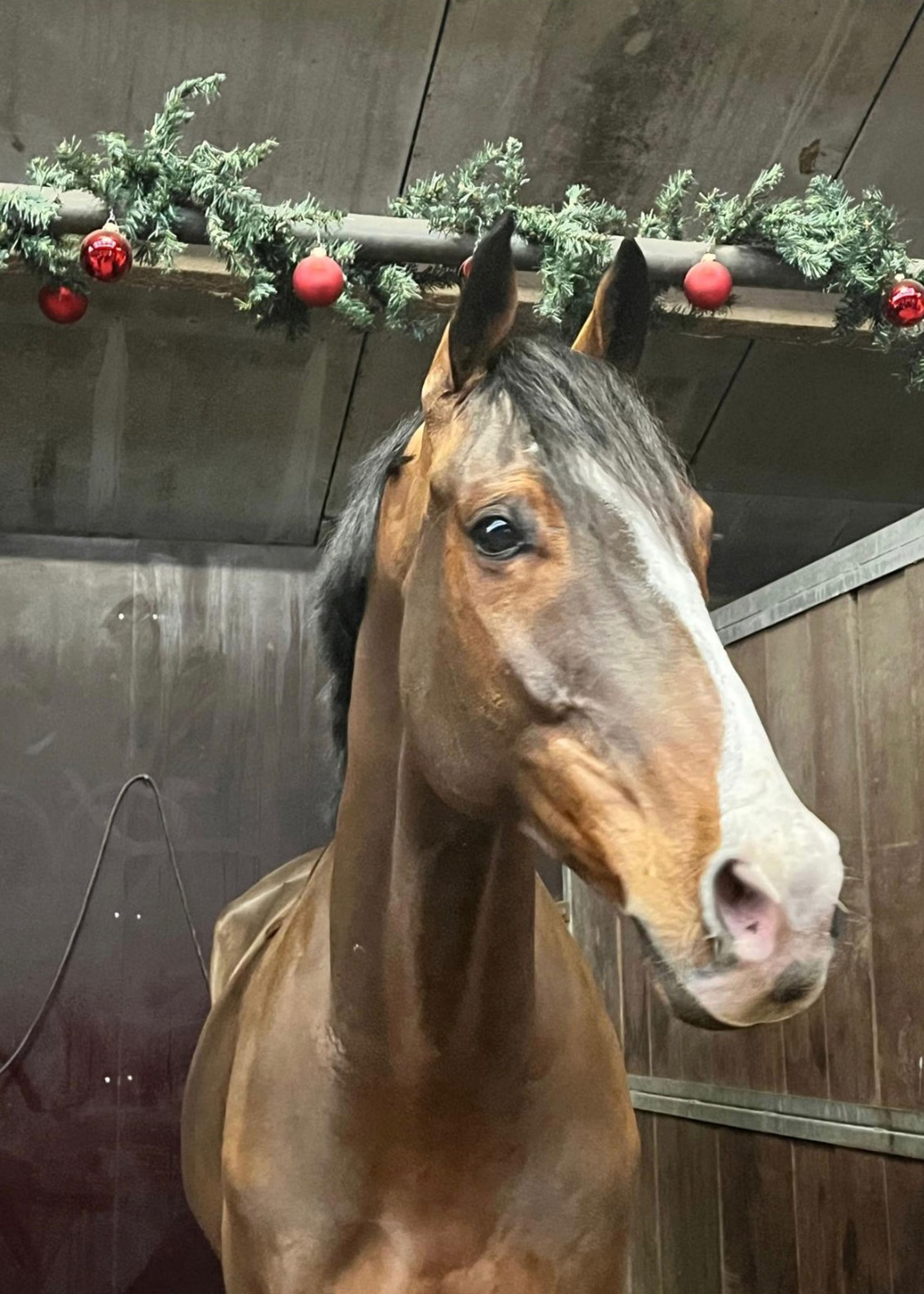 Limoncello Try as we might - Image 4