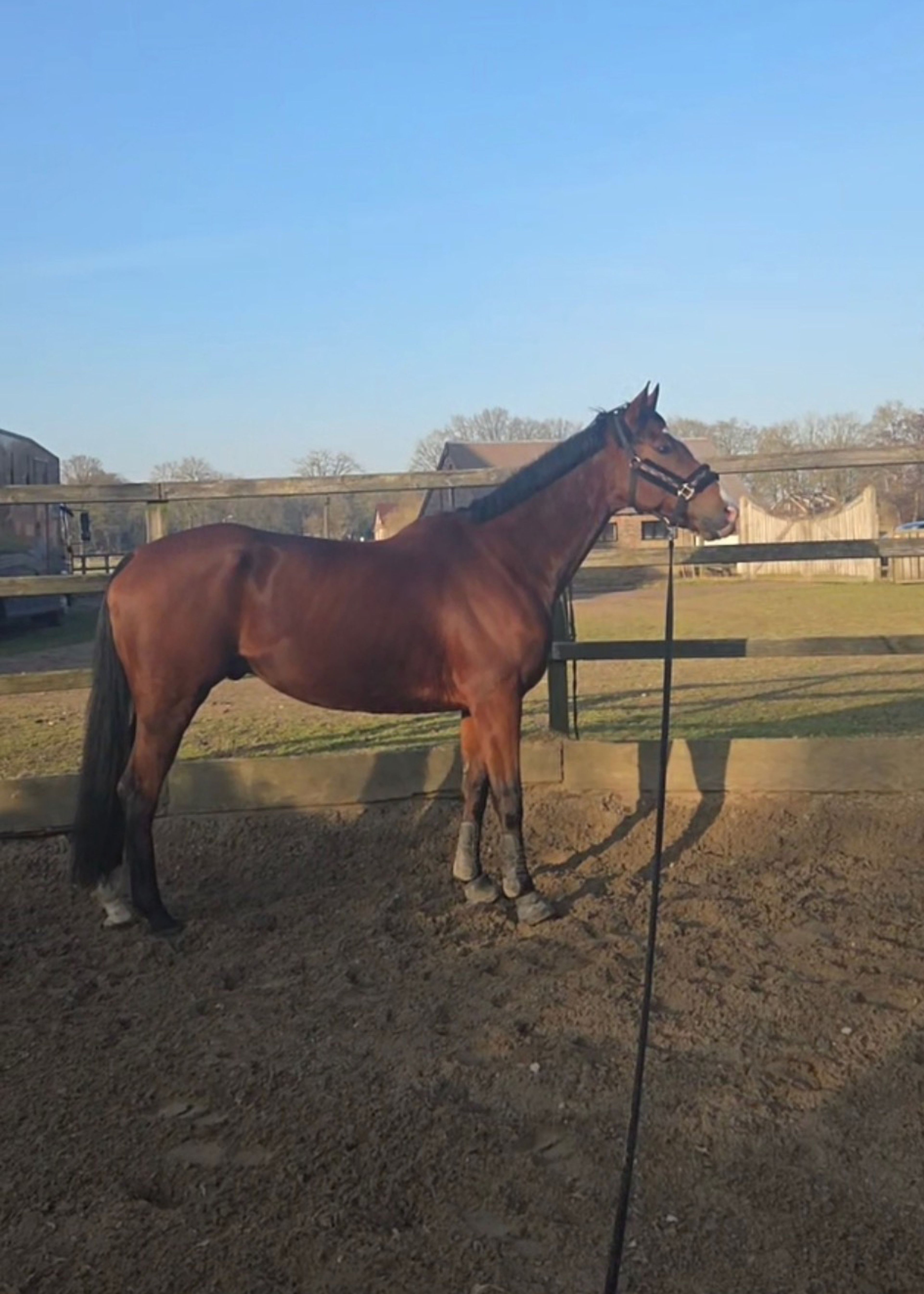 Limoncello Try as we might - Image 6